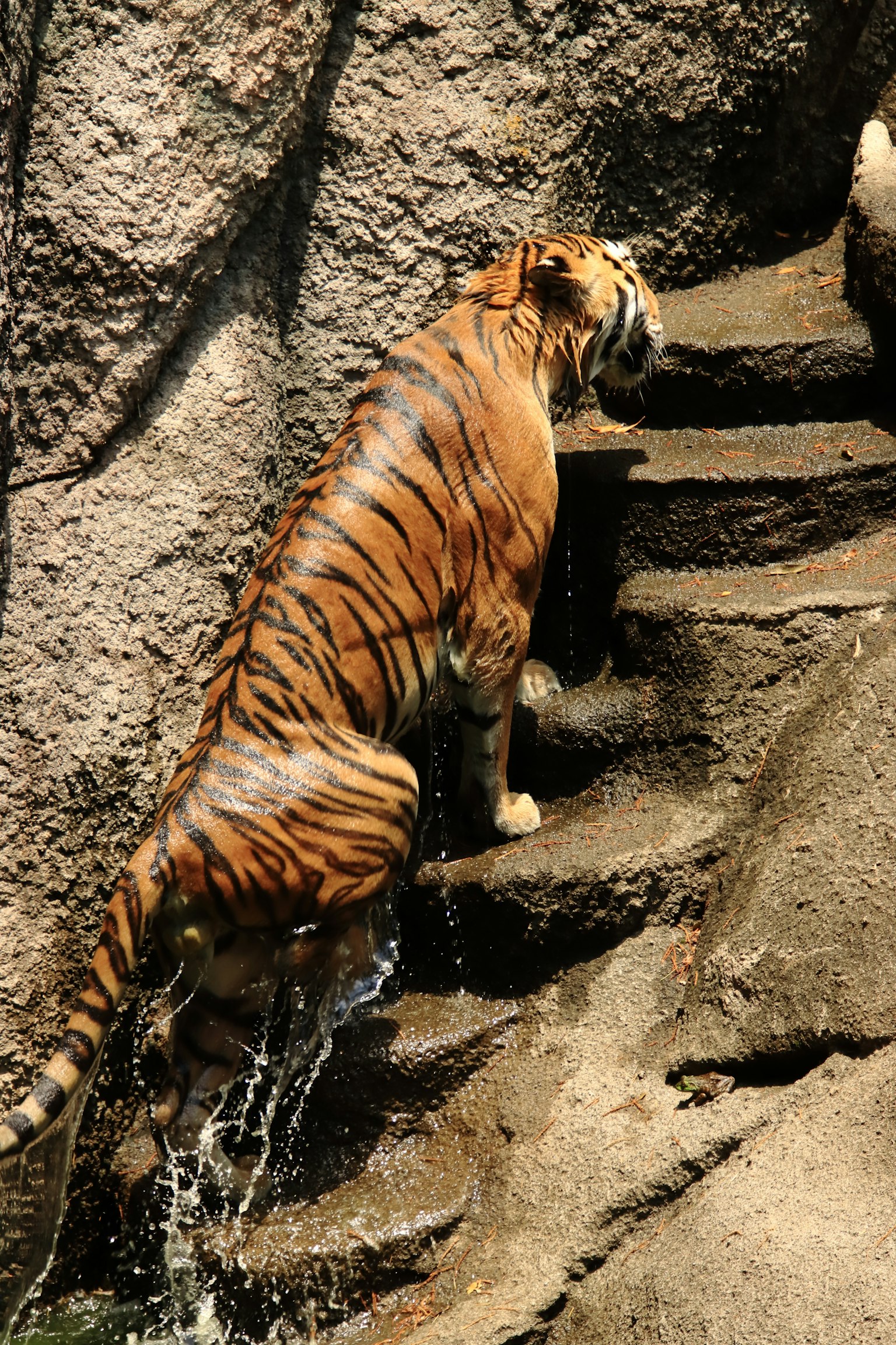 Tigre subiendo una escalera de piedra con agua fluyendo