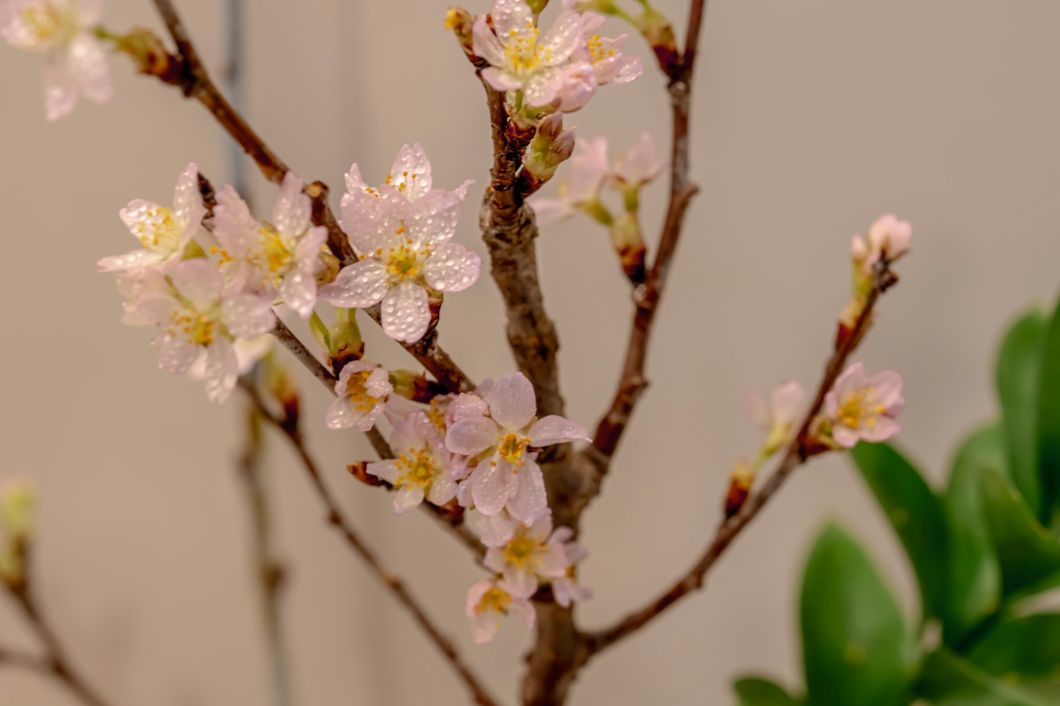 Branch with delicate pink flowers and green leaves in the background