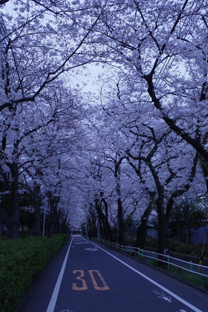 桜並木の続く道と3Dの路面表示