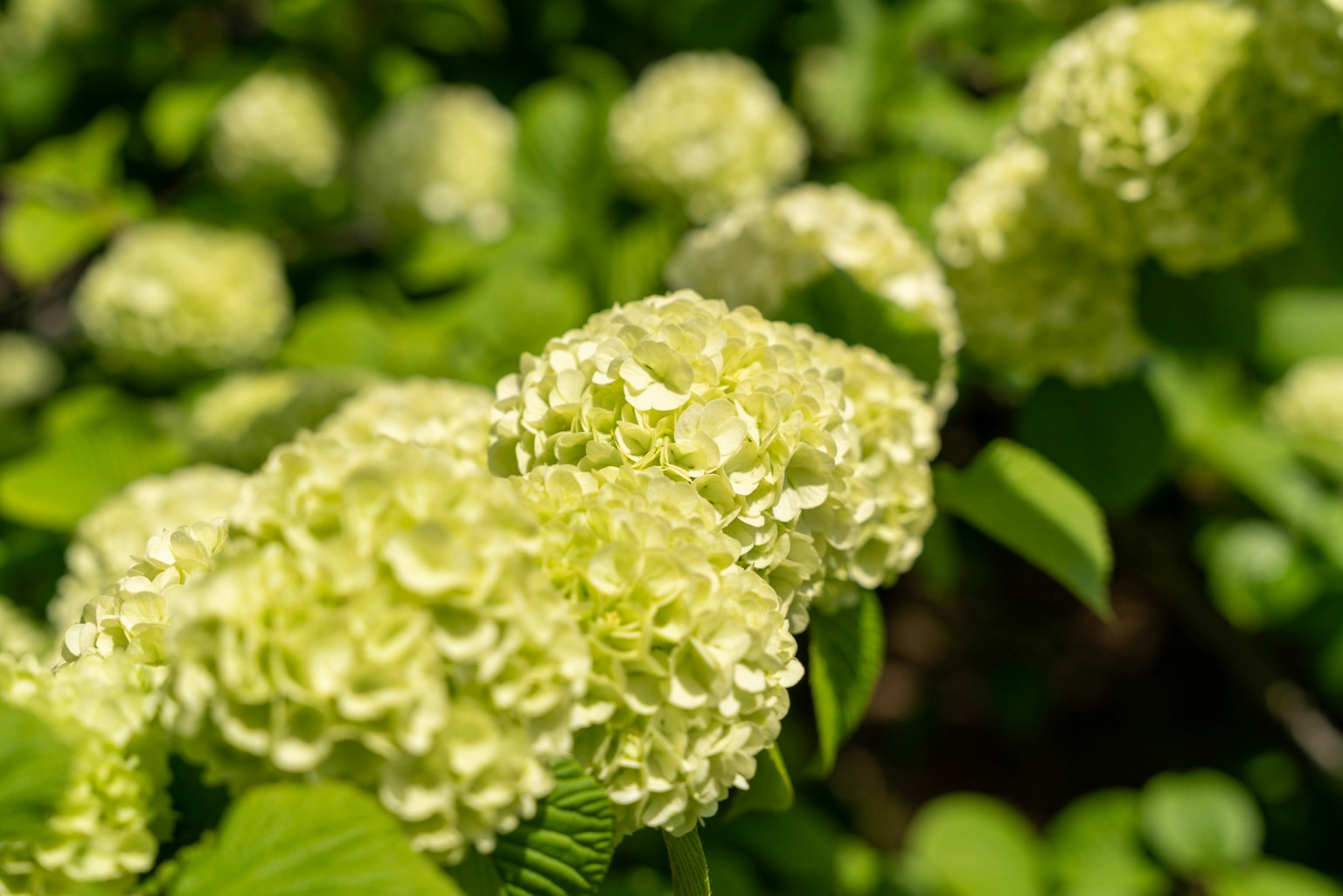 Close-up of green hydrangea flowers blooming