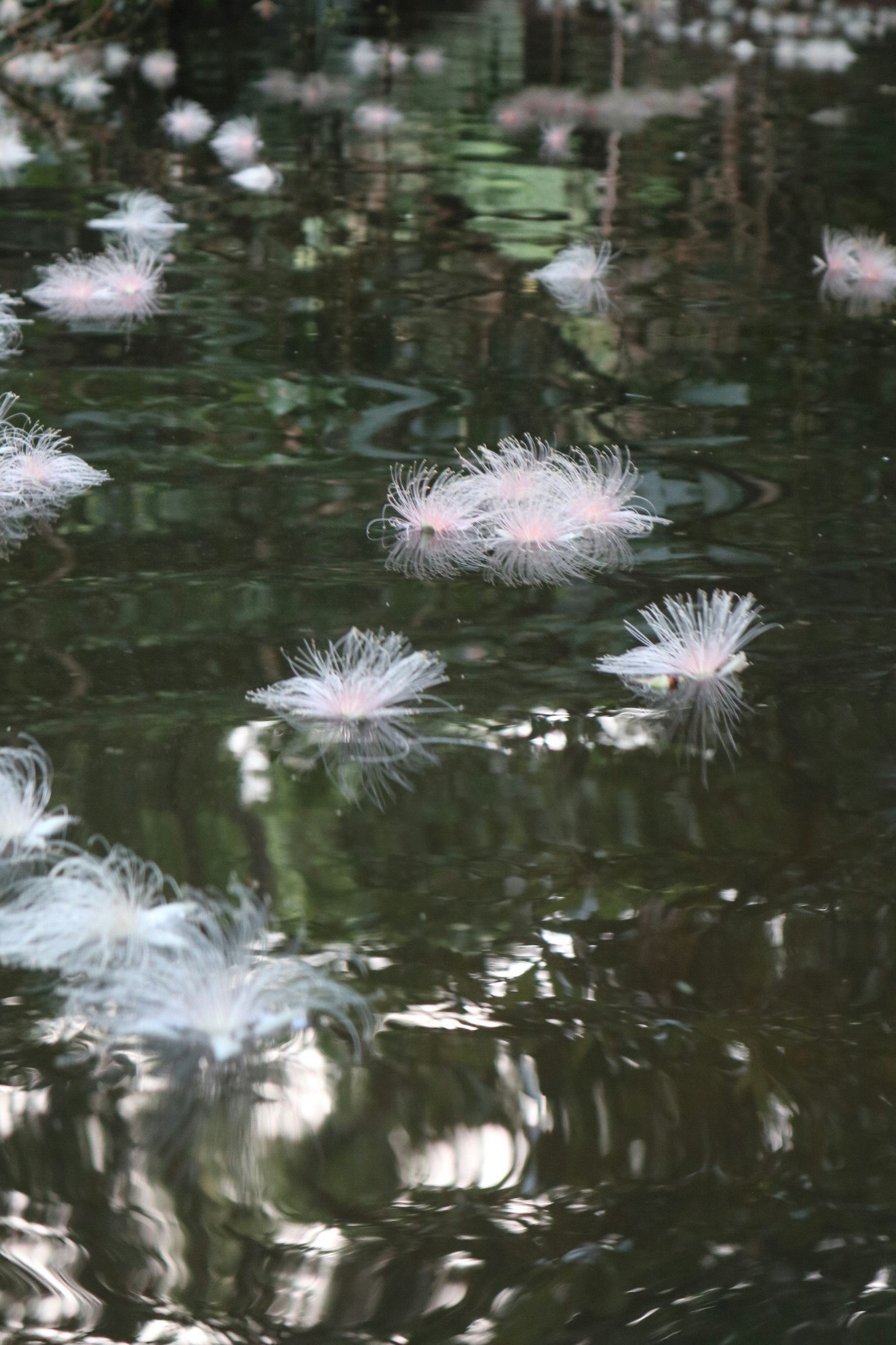 水面に浮かぶ白い綿毛のような花