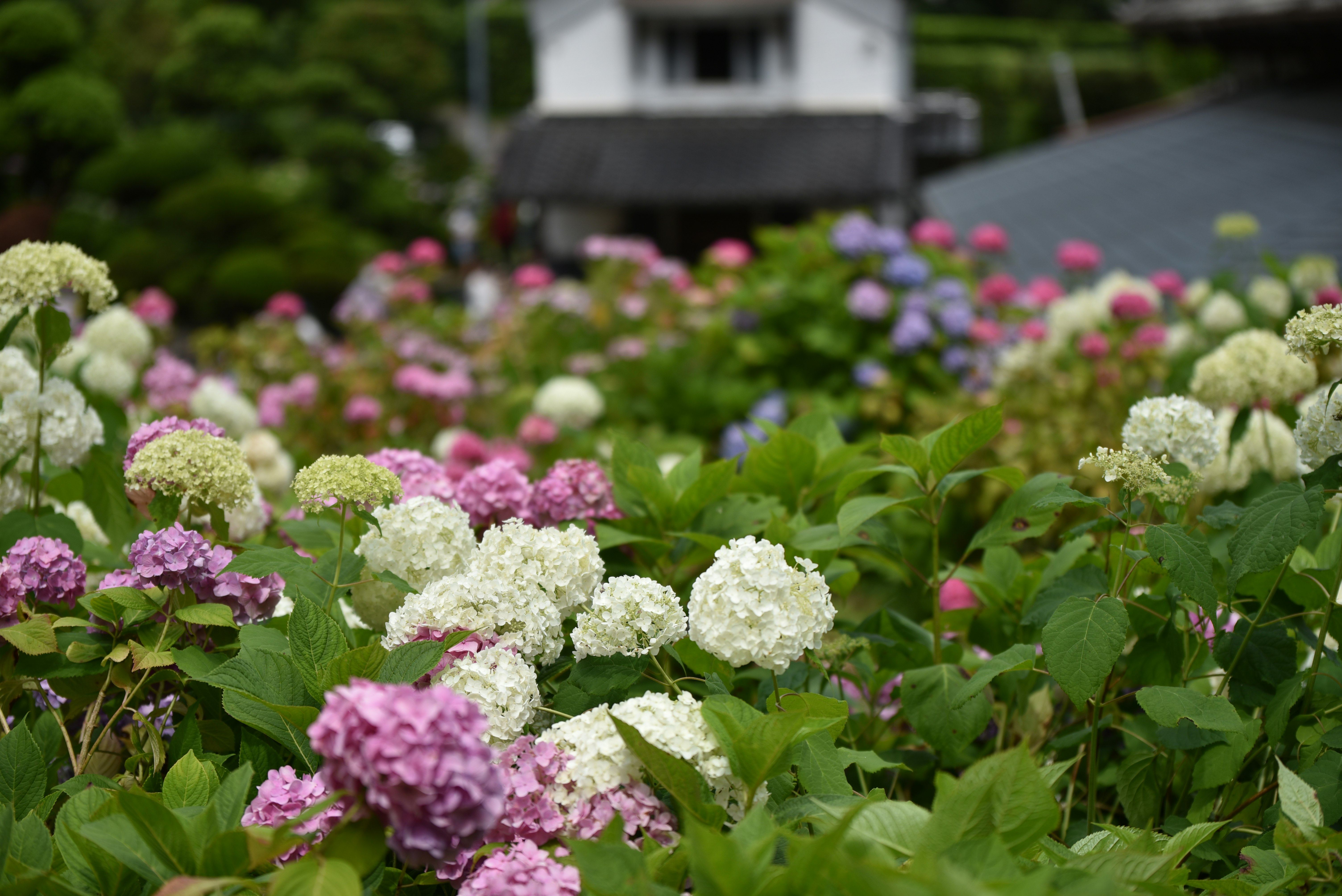 色とりどりのアジサイが咲く花壇の風景