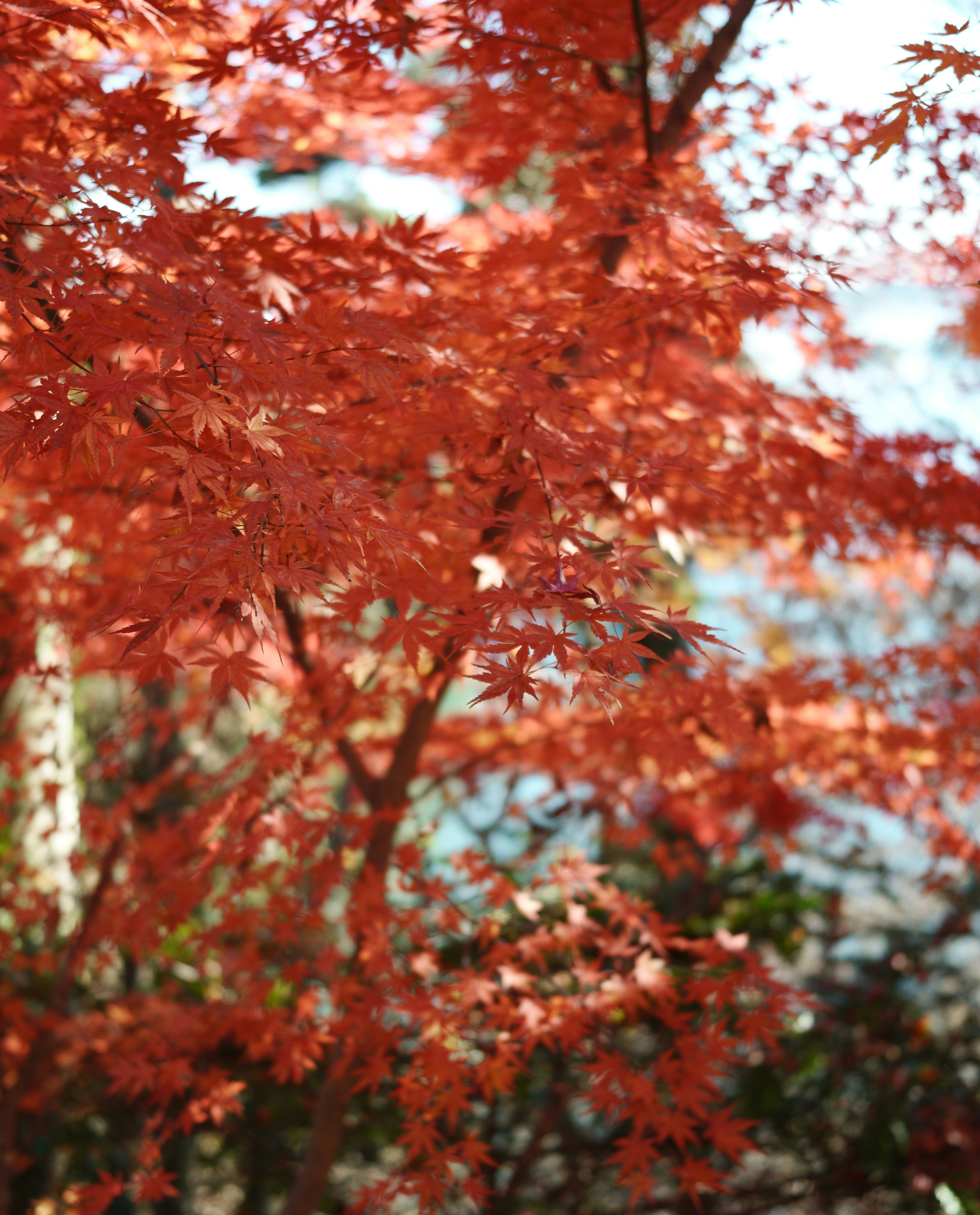 赤く色づいたモミジの木々のある秋の景色