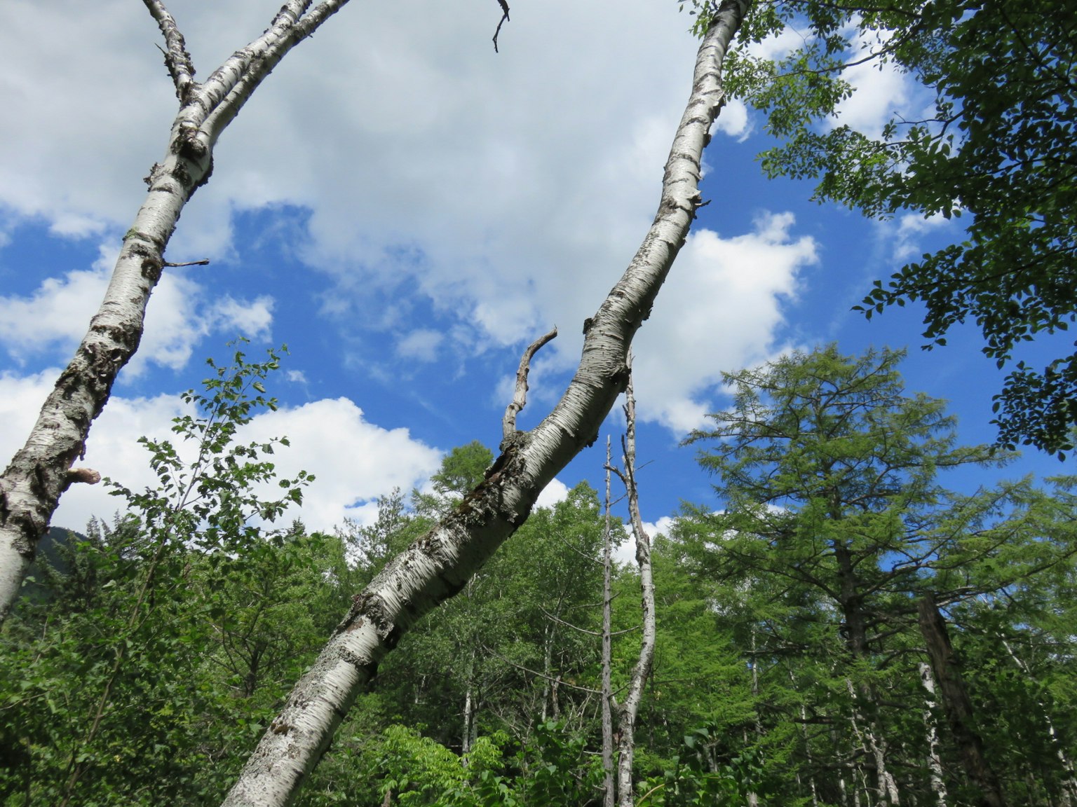 Birch trees under a blue sky with white clouds