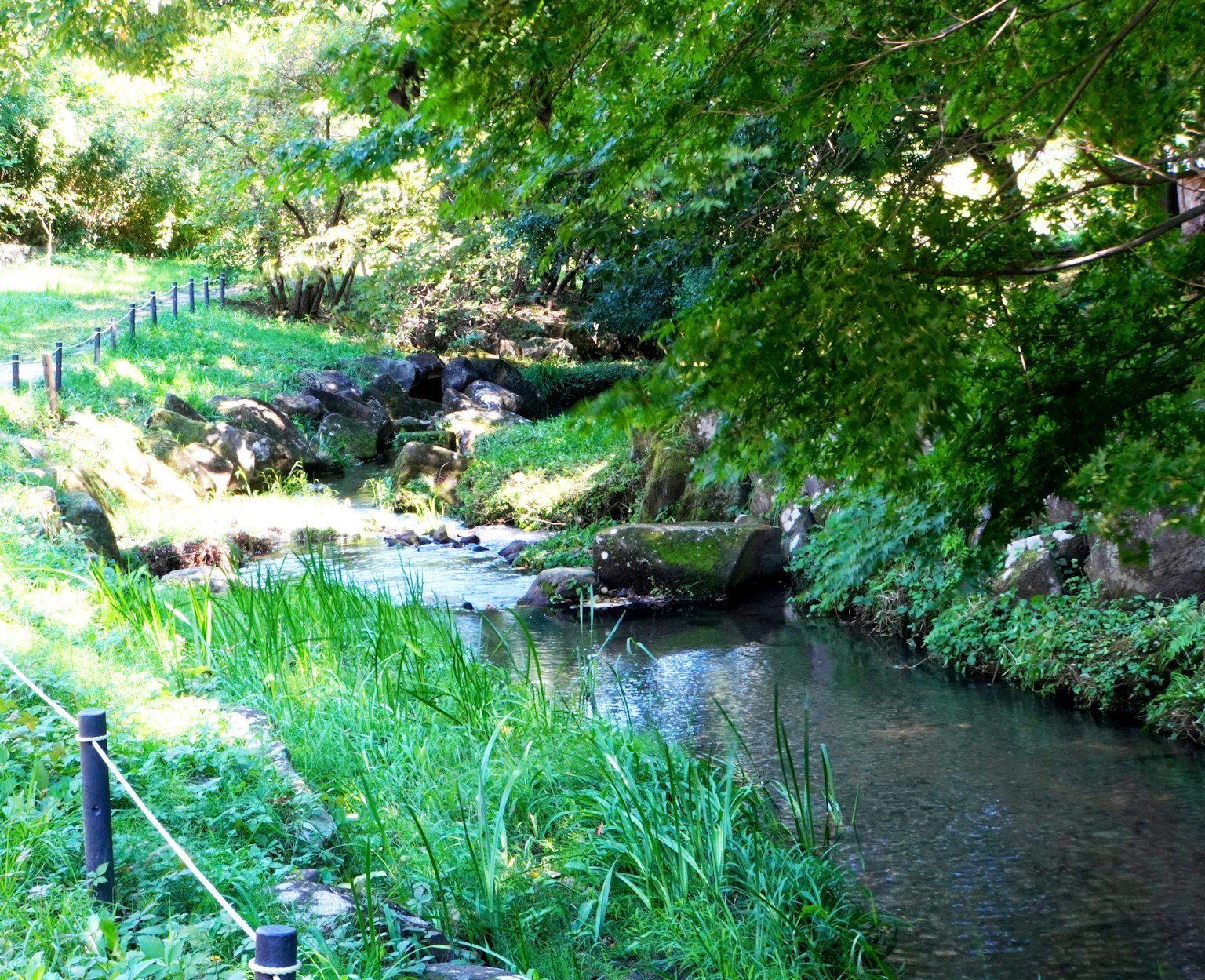 Lush river landscape with grasses and trees along the bank featuring calm flowing water