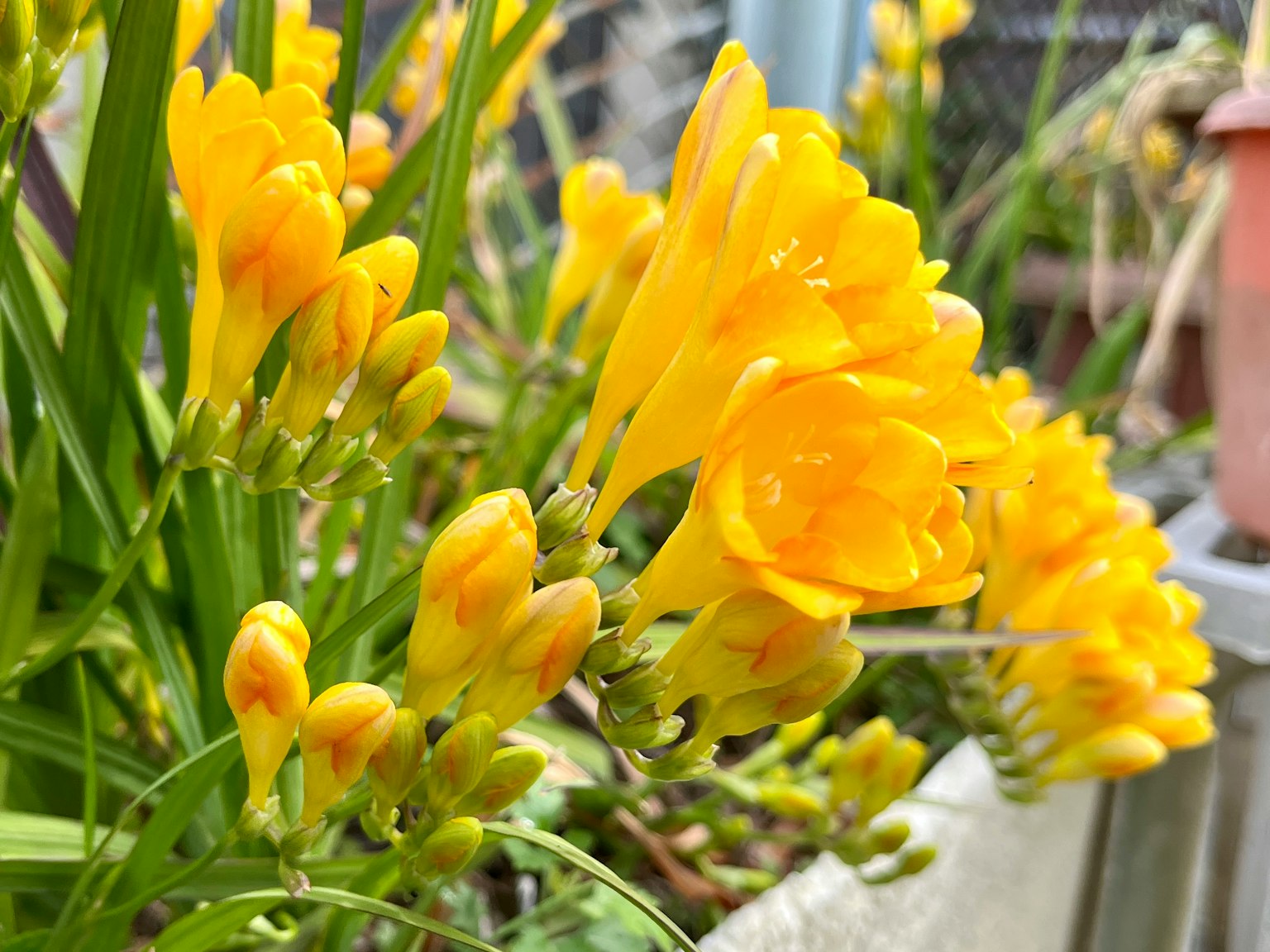 Blühende gelbe Freesien im Garten