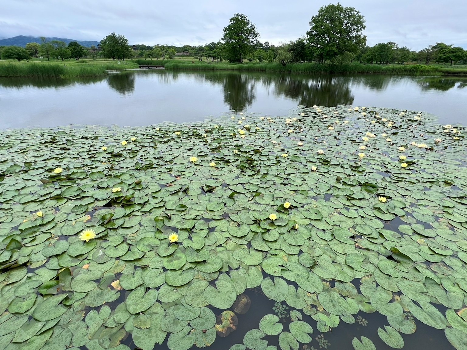 Kolam tenang dengan daun teratai dan bunga putih mengapung di atas air