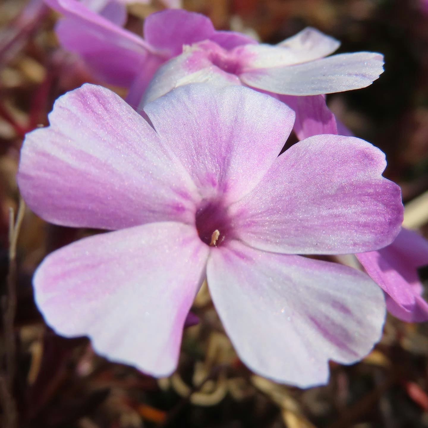macro image of overlapping pink flower petals