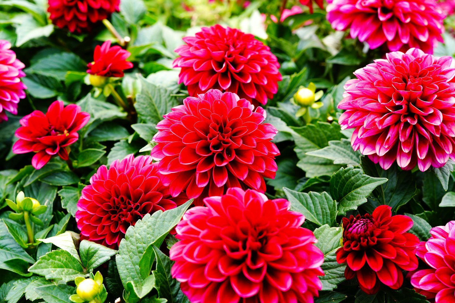 Lebendige rote Dahlienblüten in einem üppigen Garten