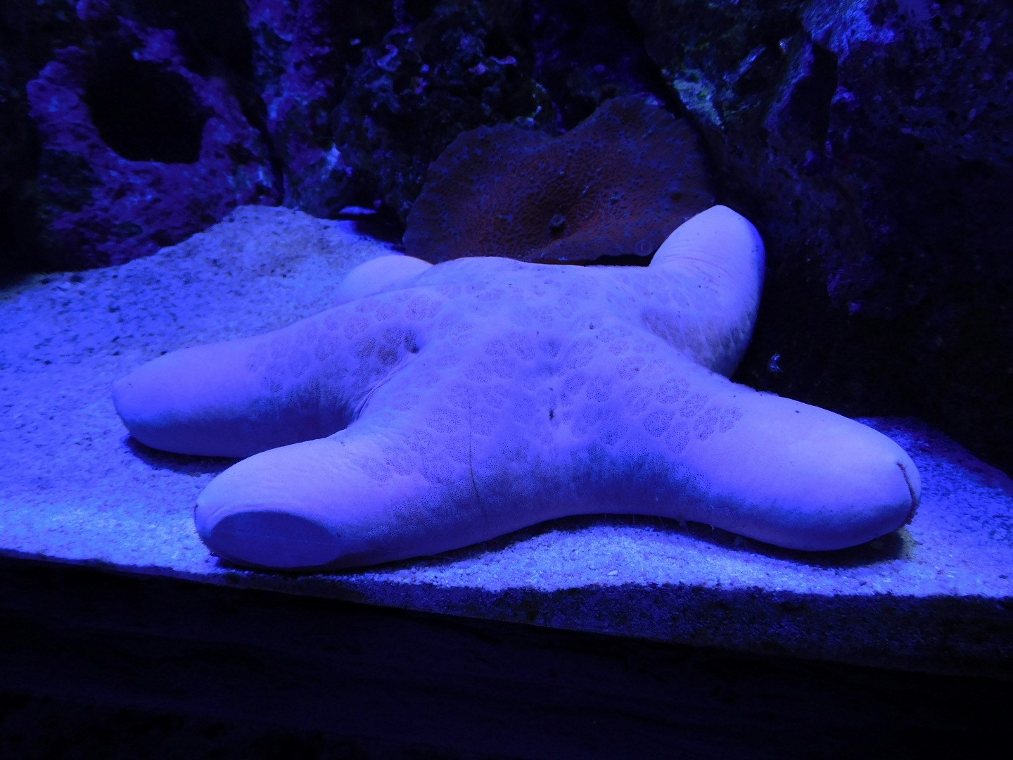 starfish lying on sand in a blue-lit aquarium image