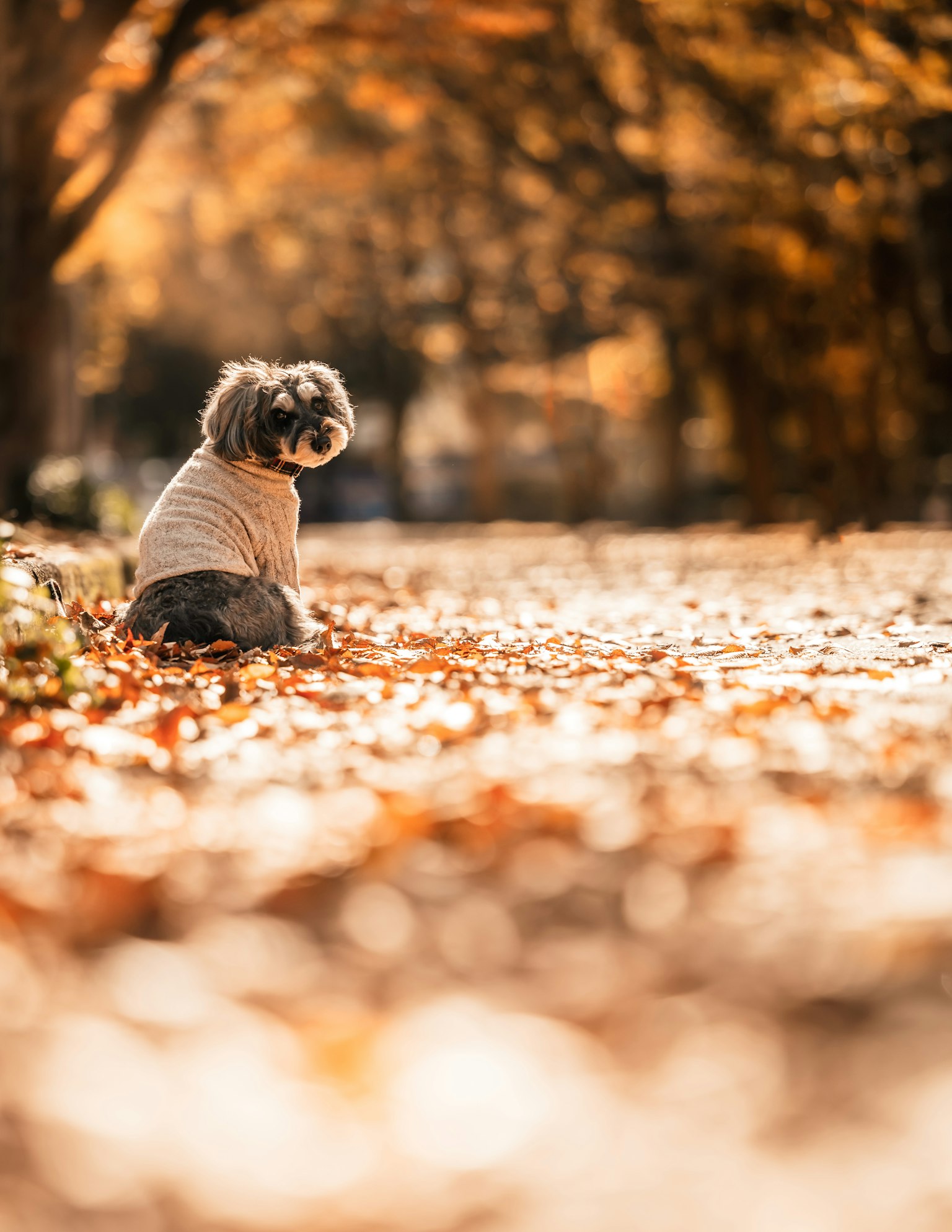 Ein Hund sitzt zwischen Herbstblättern