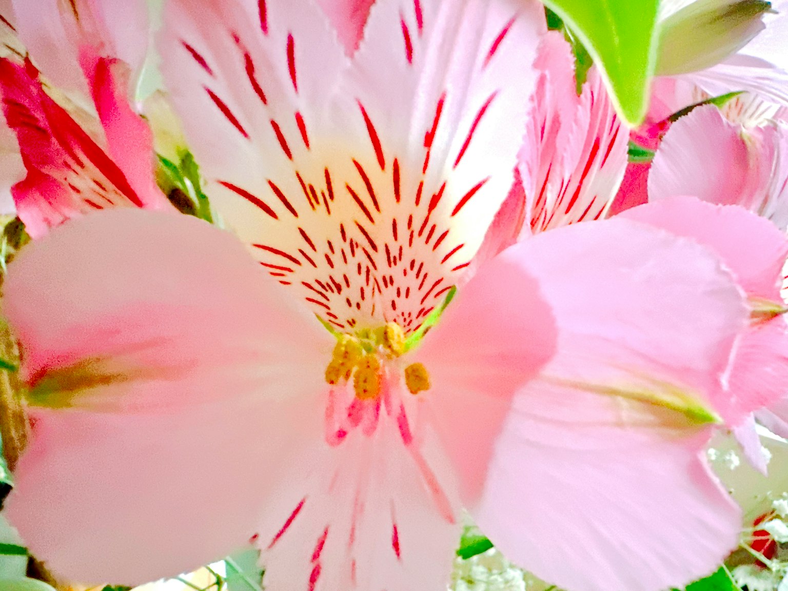 ภาพระยะใกล้ของดอกไม้สีชมพูที่มีลวดลายสีแดงซับซ้อน