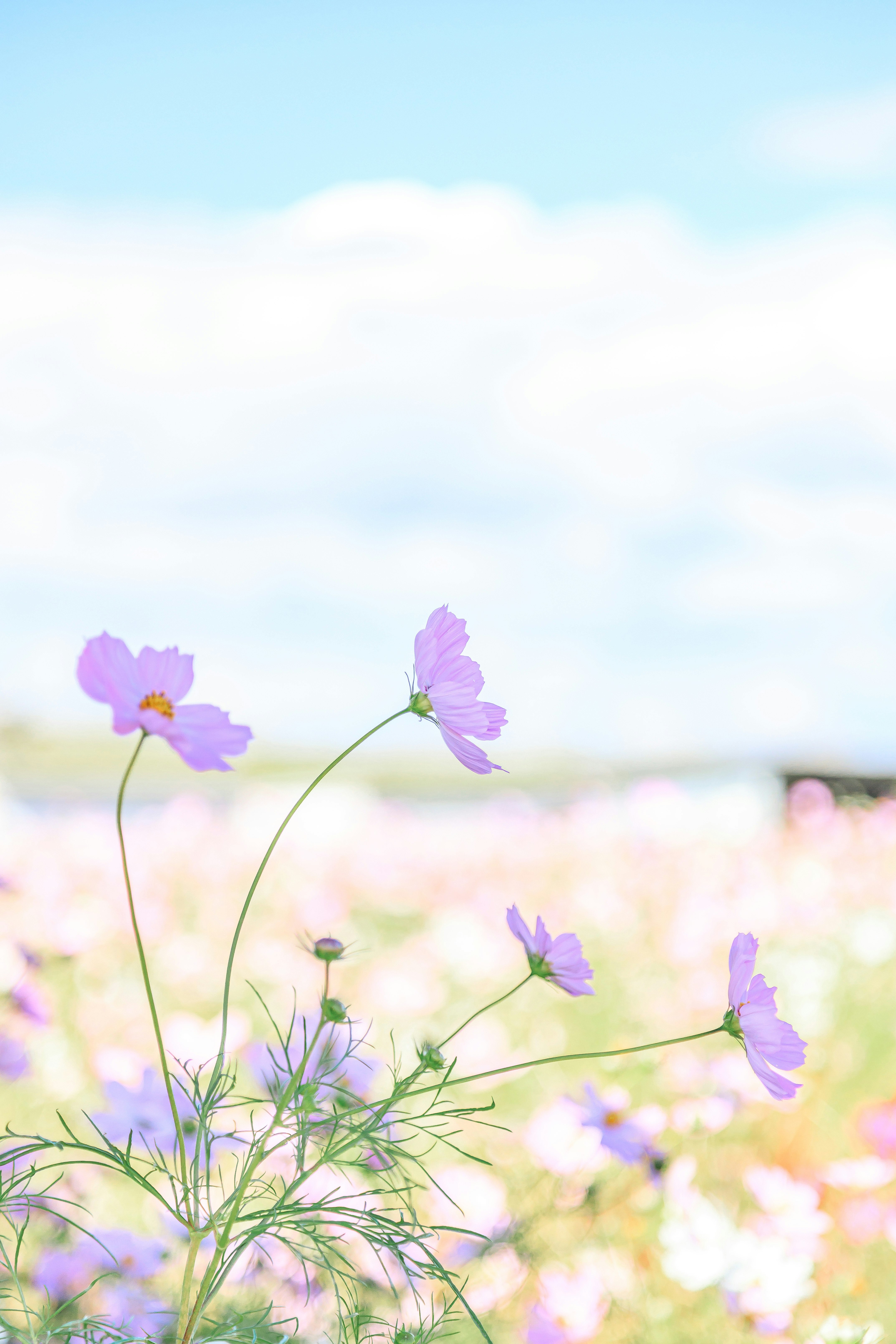 秋桜（コスモス）畑の青空の下の花畑