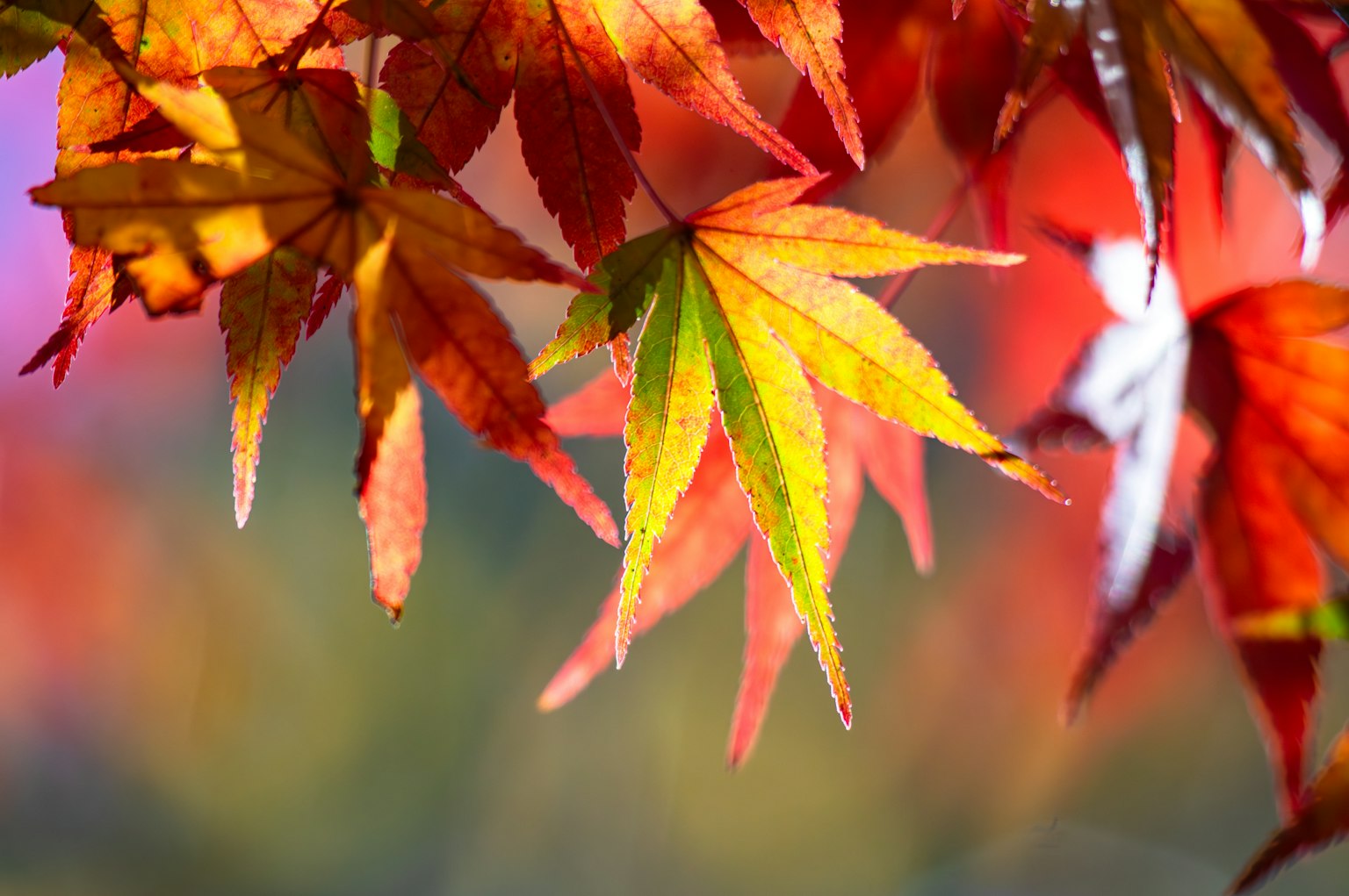 Hermosa escena de otoño con hojas de arce rojas y naranjas iluminadas