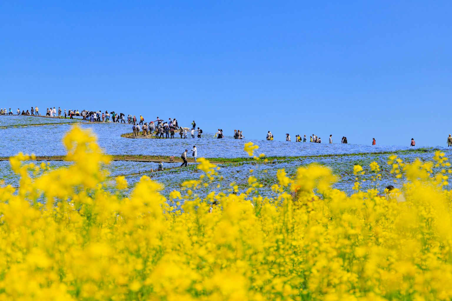 Fiori gialli in primo piano con persone che godono del paesaggio sotto un cielo blu