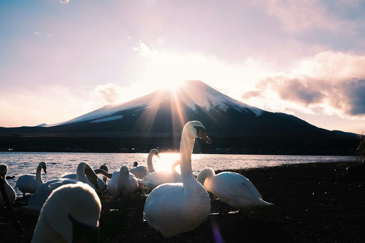 Sekelompok angsa di tepi danau dengan Gunung Fuji di latar belakang
