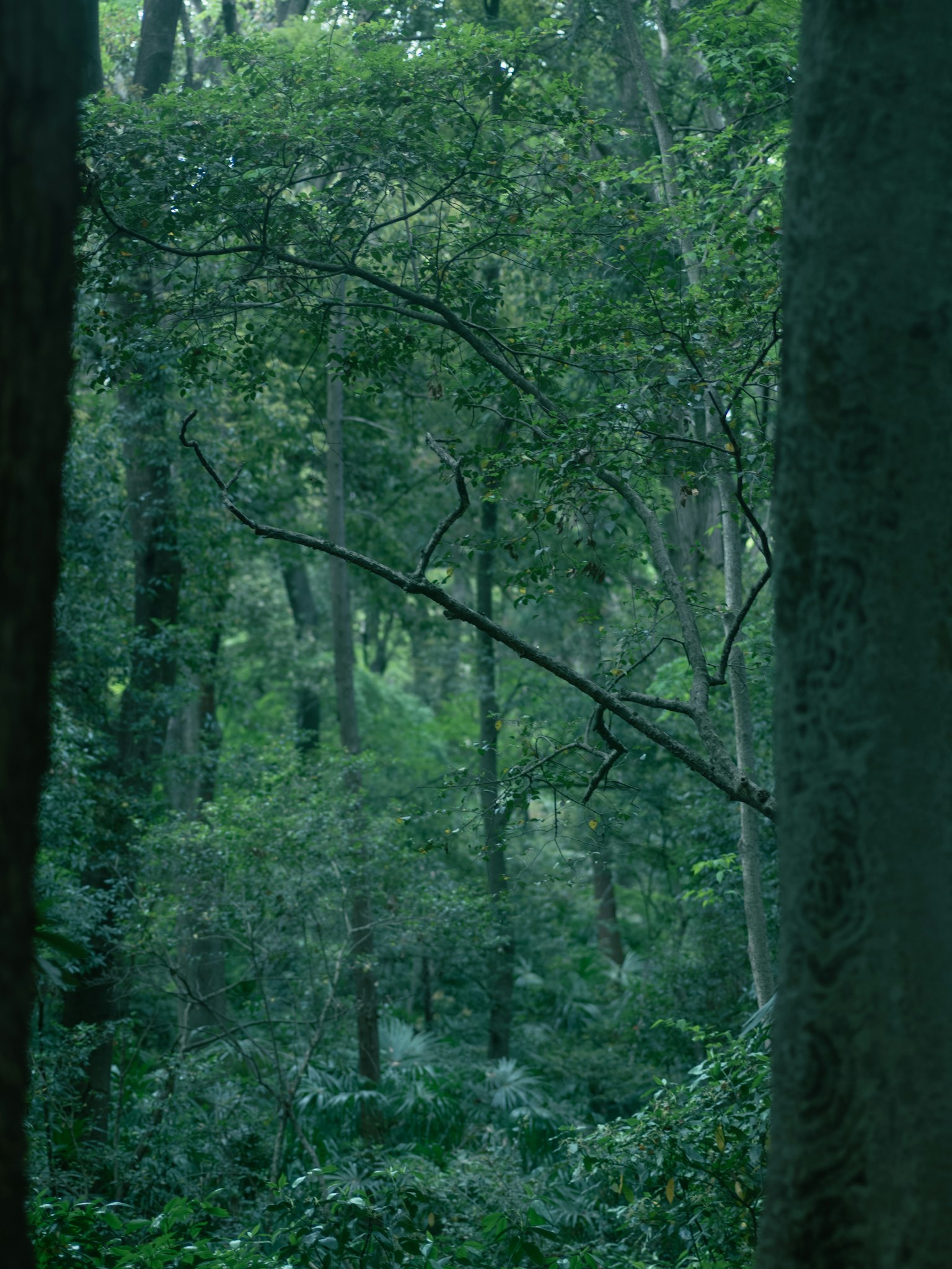 Lush green forest landscape with visible trees and foliage