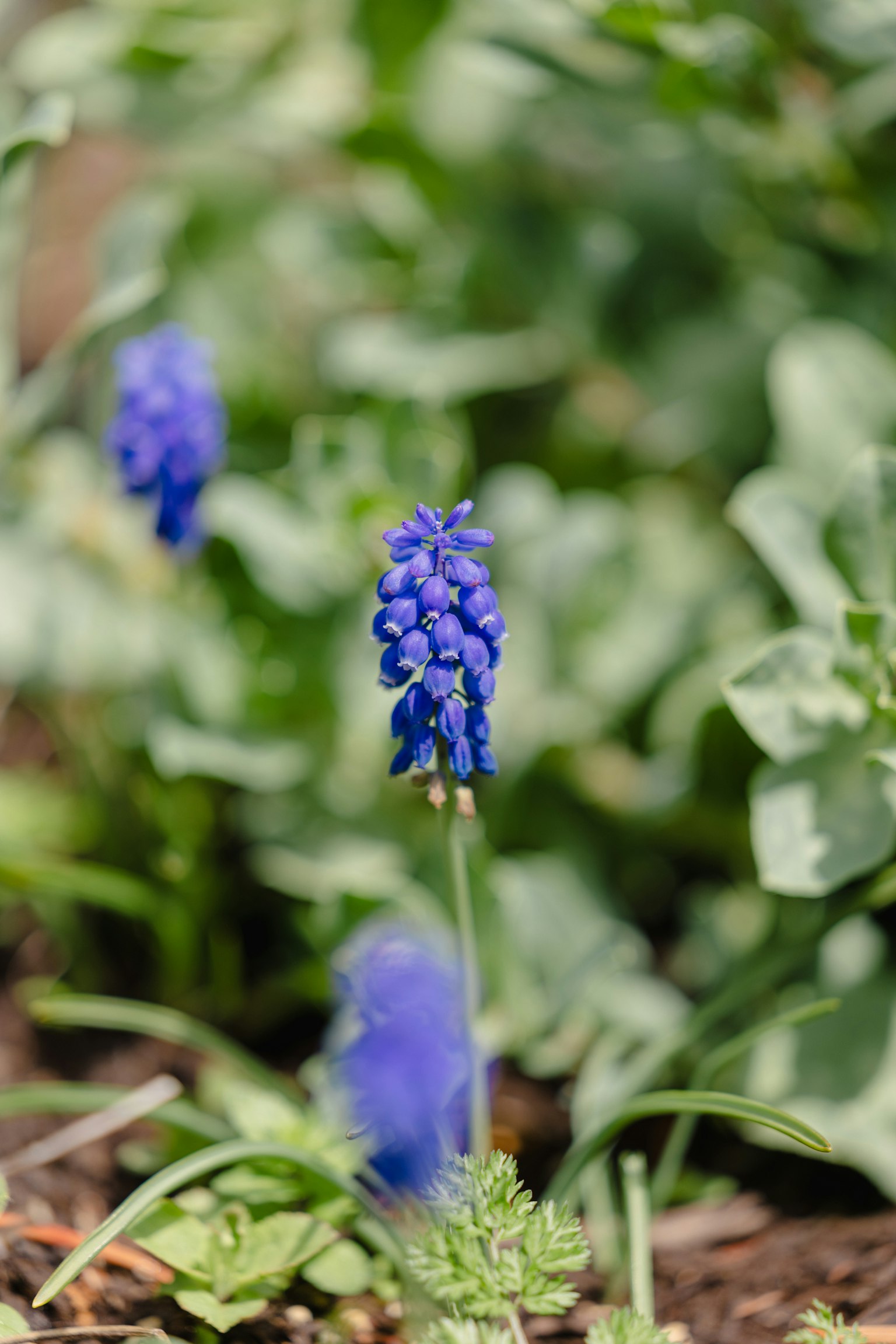 Bunga muscari biru mekar di antara daun hijau