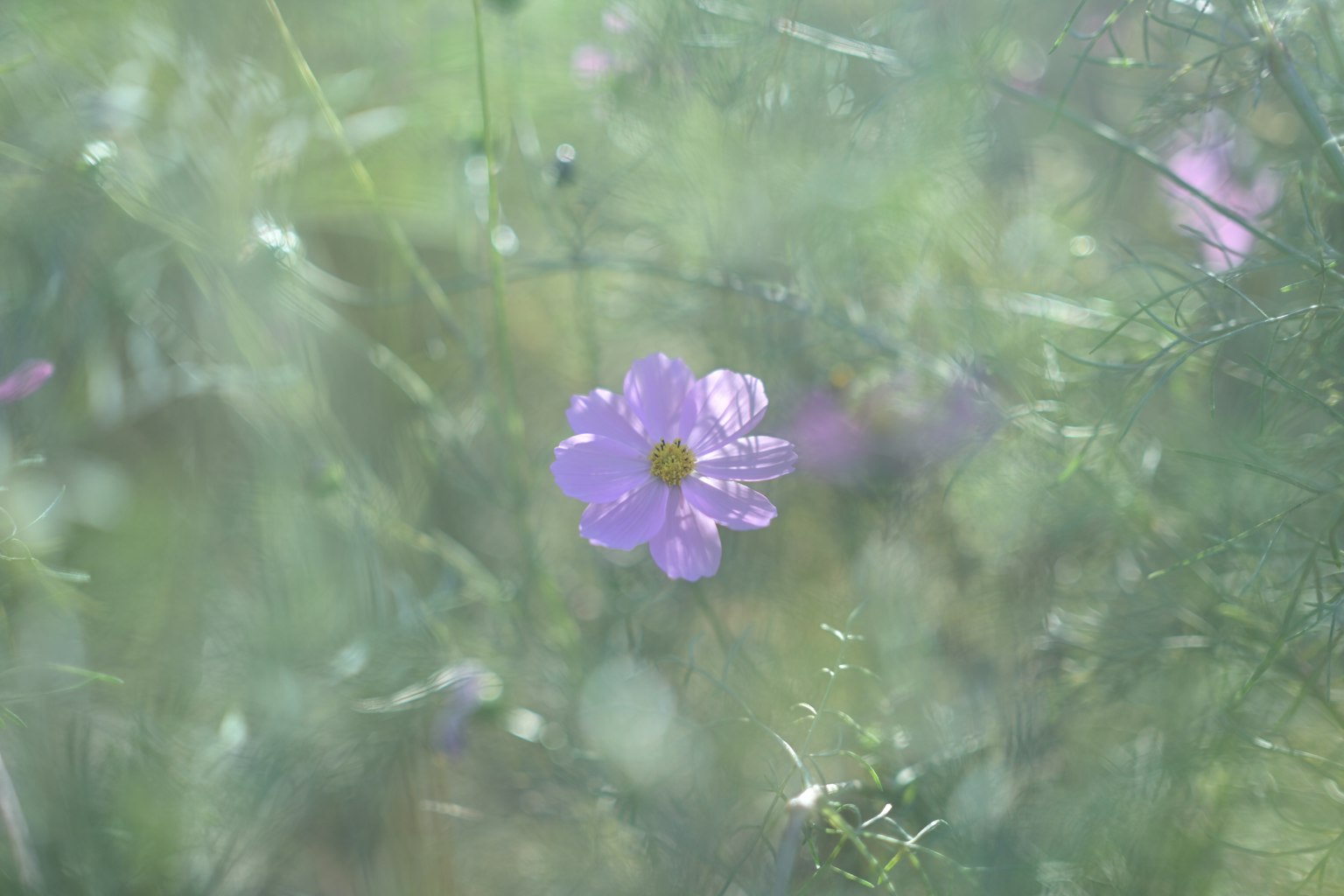 Un delicato fiore viola spicca su uno sfondo verde sfocato
