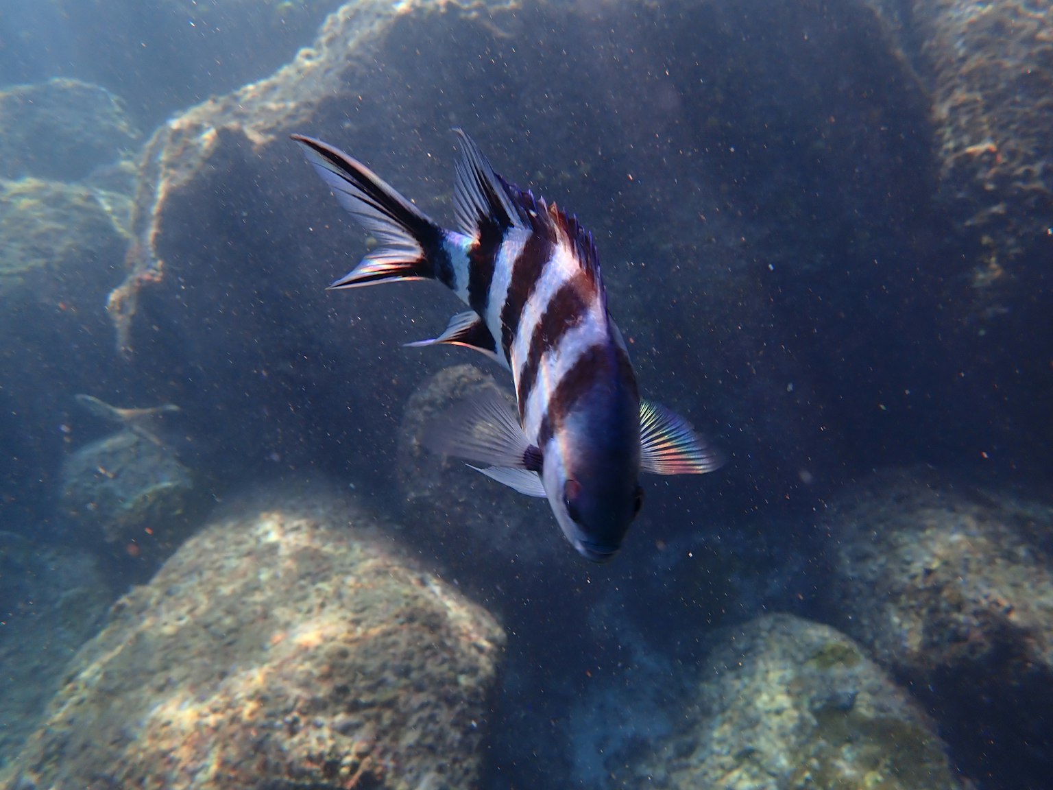 水中游動的條紋魚和岩石