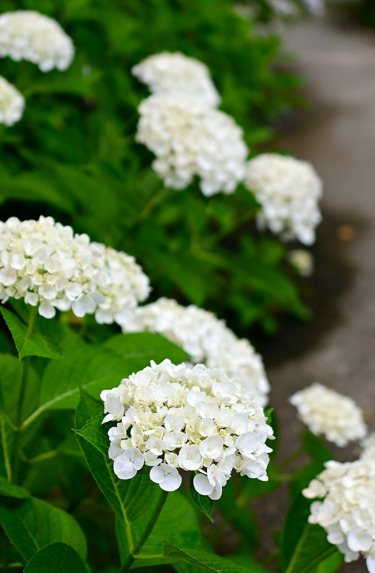 Fleurs d'hortensia blanches fleurissant parmi des feuilles vertes