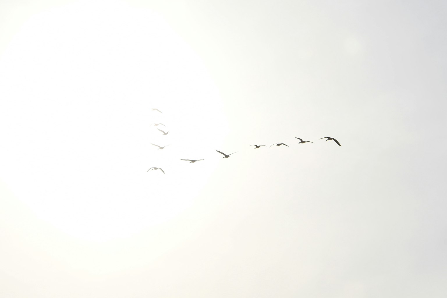 Un groupe d'oiseaux volant dans un ciel lumineux