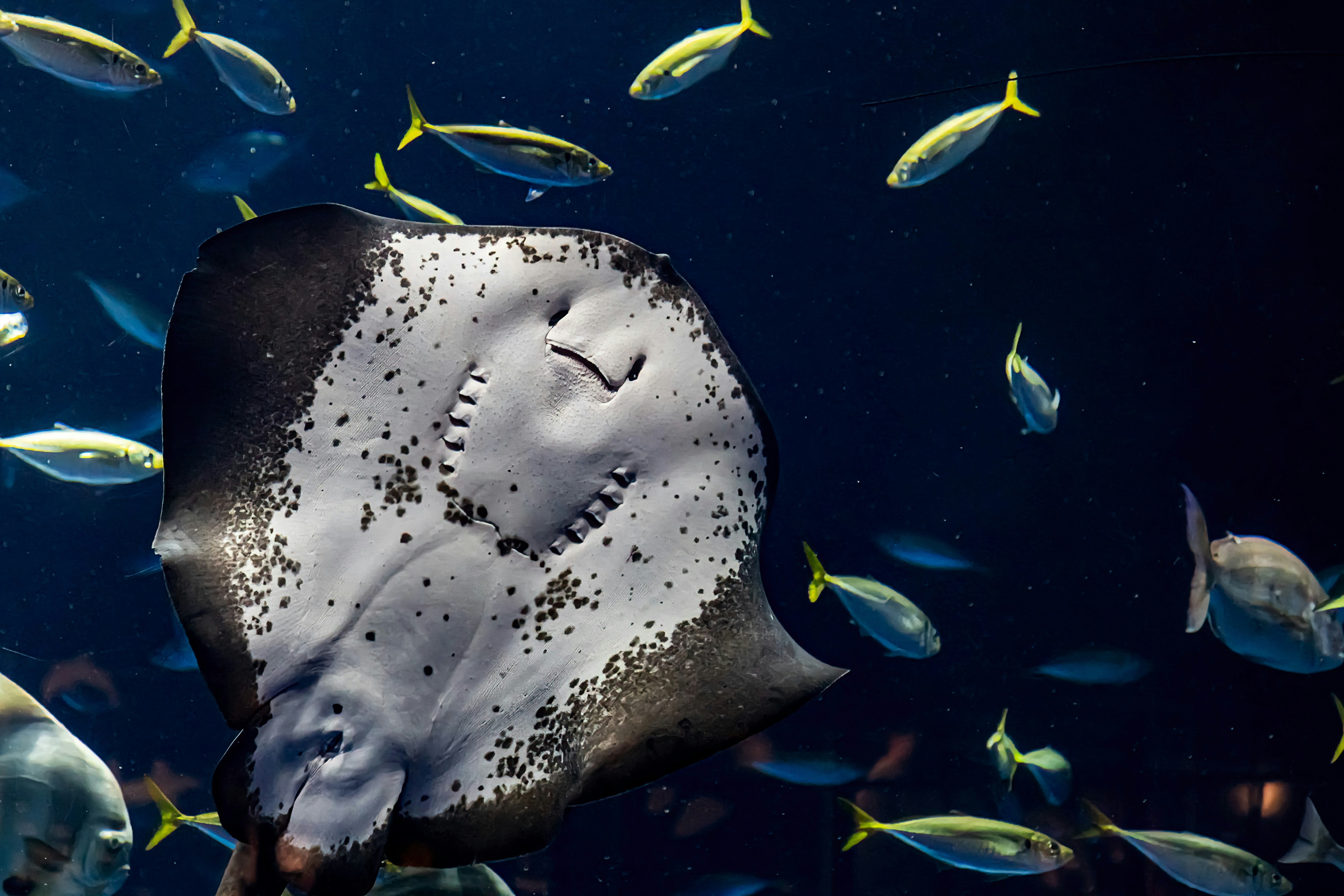 Unterwasserszene mit Fischen, die um einen schädelartigen Kopf wie von einem Hai im Aquarium schwimmen