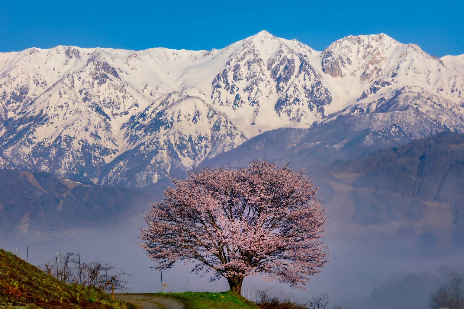 Bellissimo paesaggio con montagne innevate e albero di ciliegio