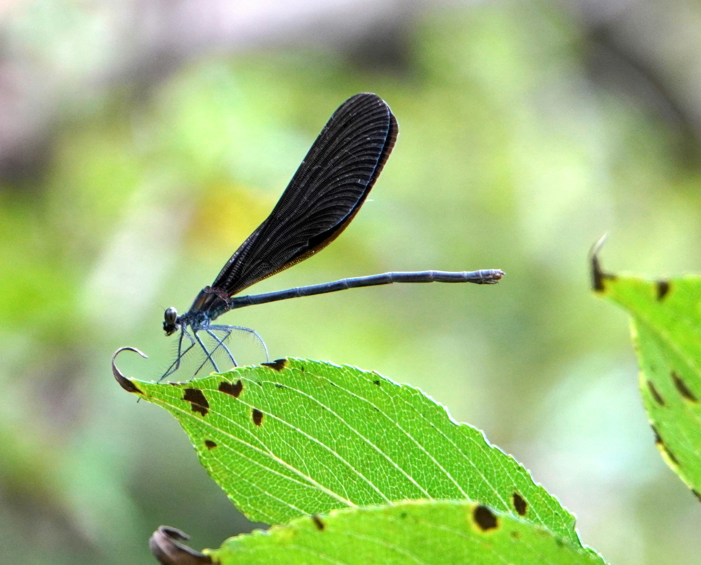 Makroaufnahme einer Libelle auf grünen Blättern