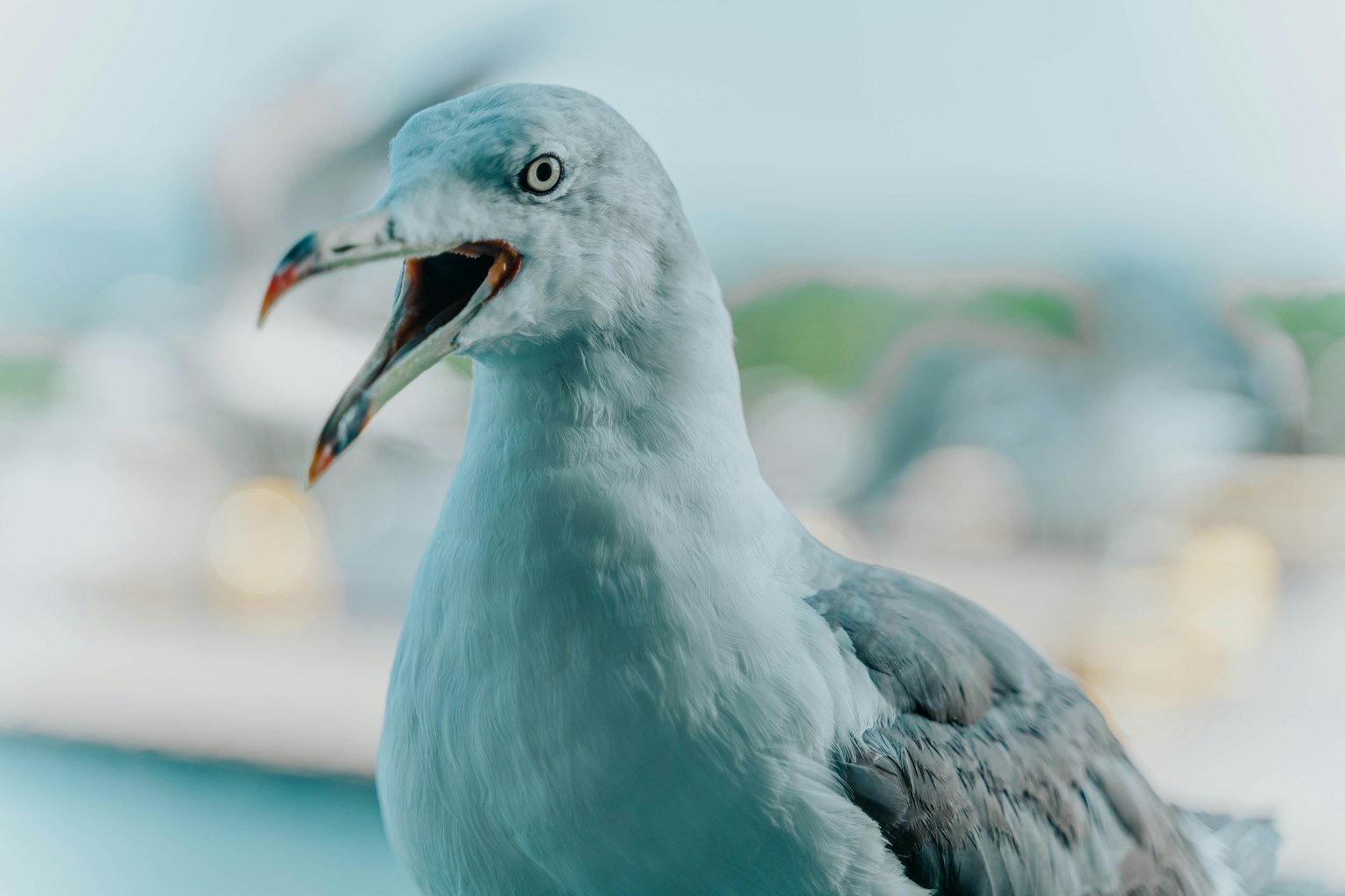 Eine Möwe mit blauem Hintergrund öffnet ihren Schnabel