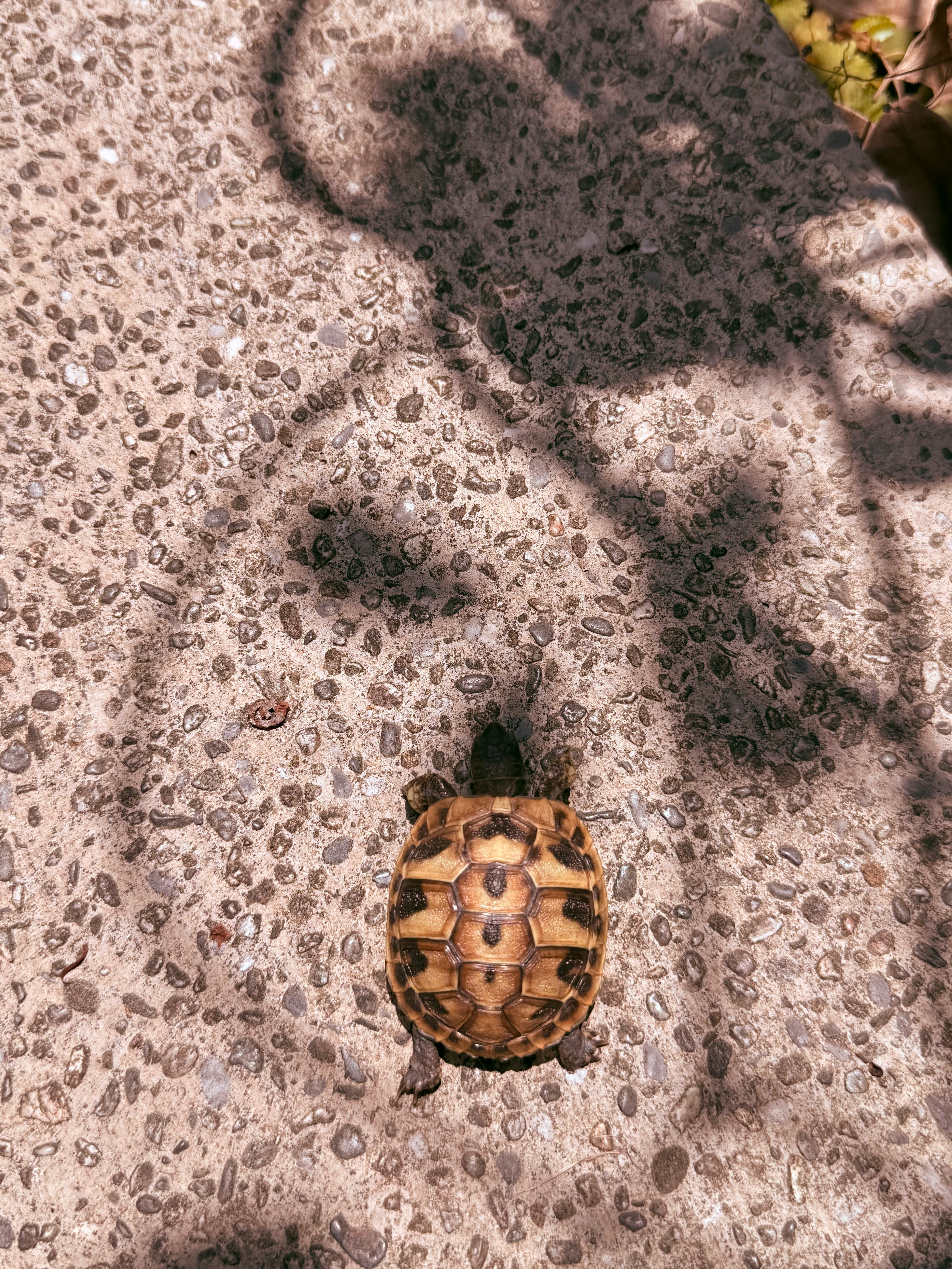 Schildkröte, die über sandigen Boden läuft