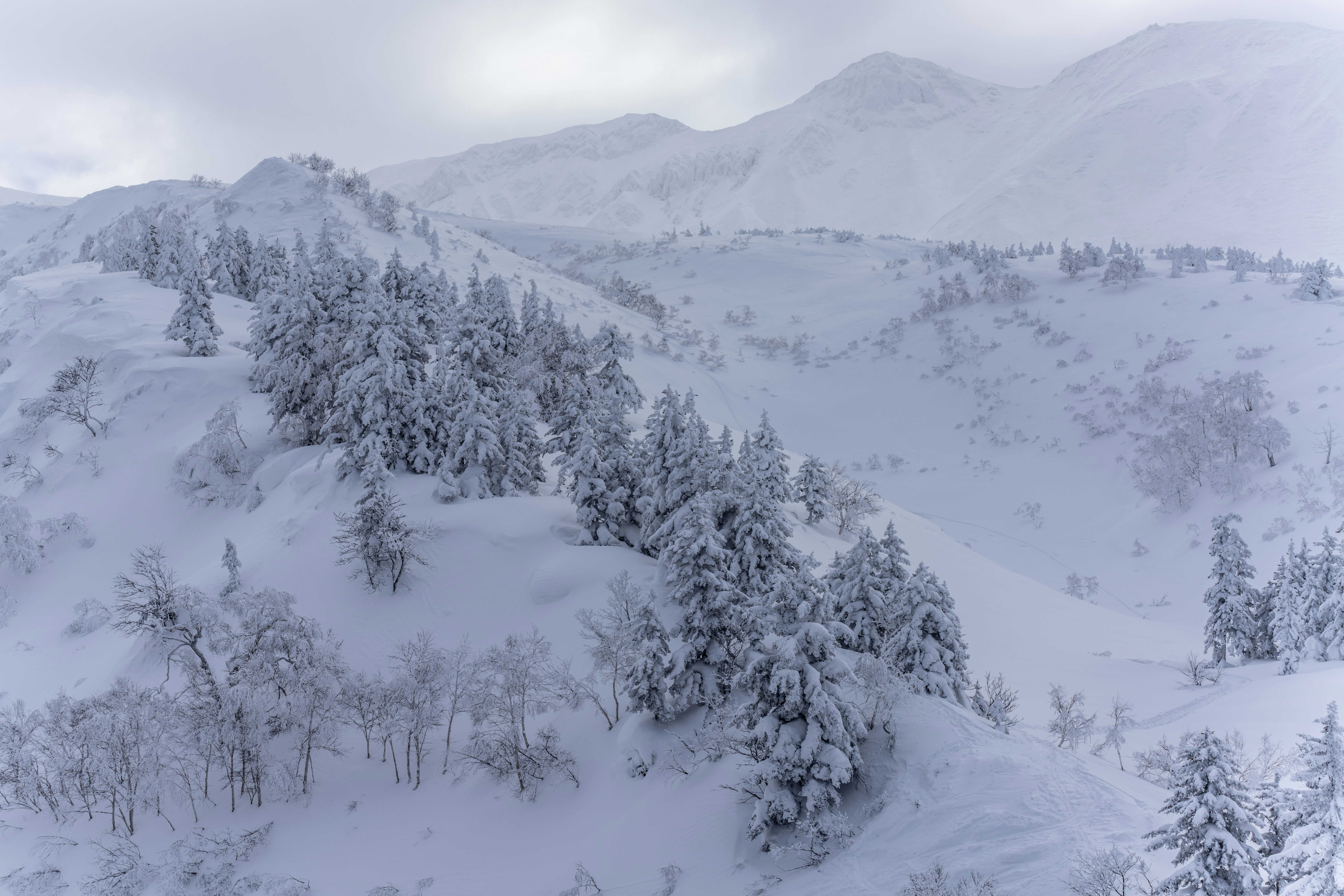 白雪覆蓋的森林與山稜冬季景色