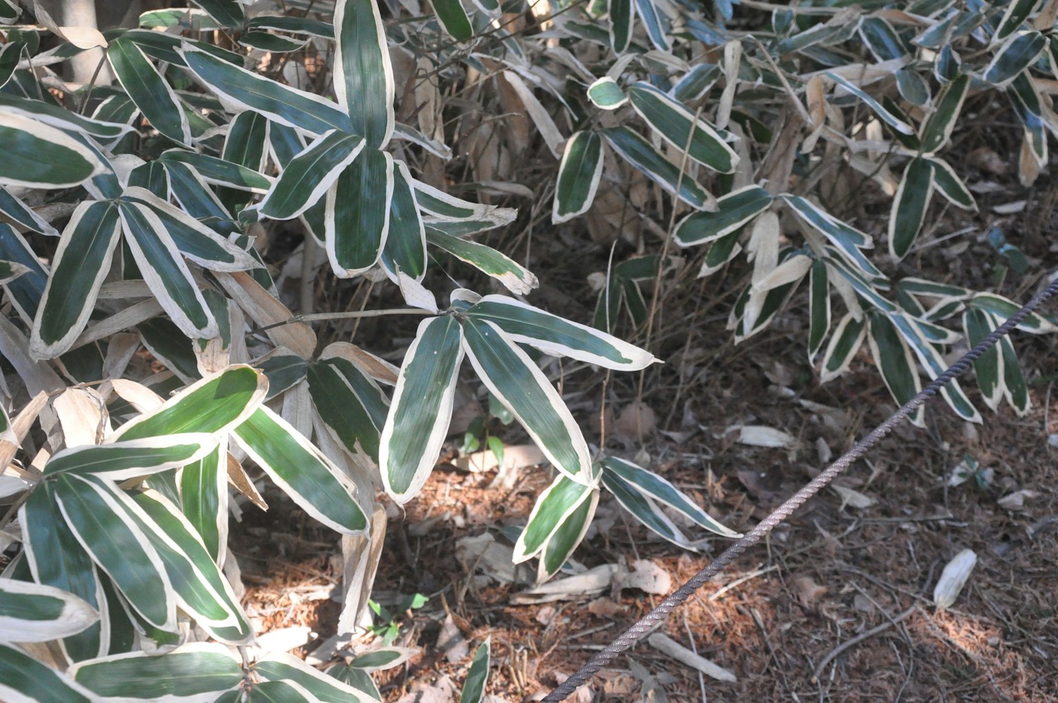 Close-up of a plant with green leaves edged in white