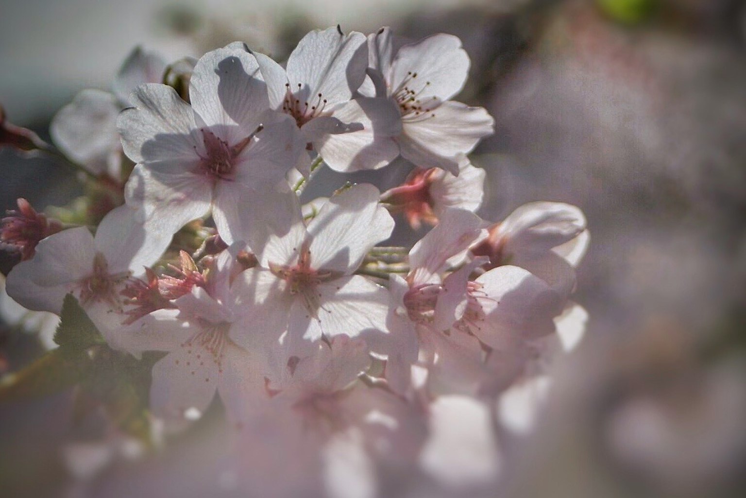 Nahaufnahme von zarten Kirschblüten in sanften Rosatönen