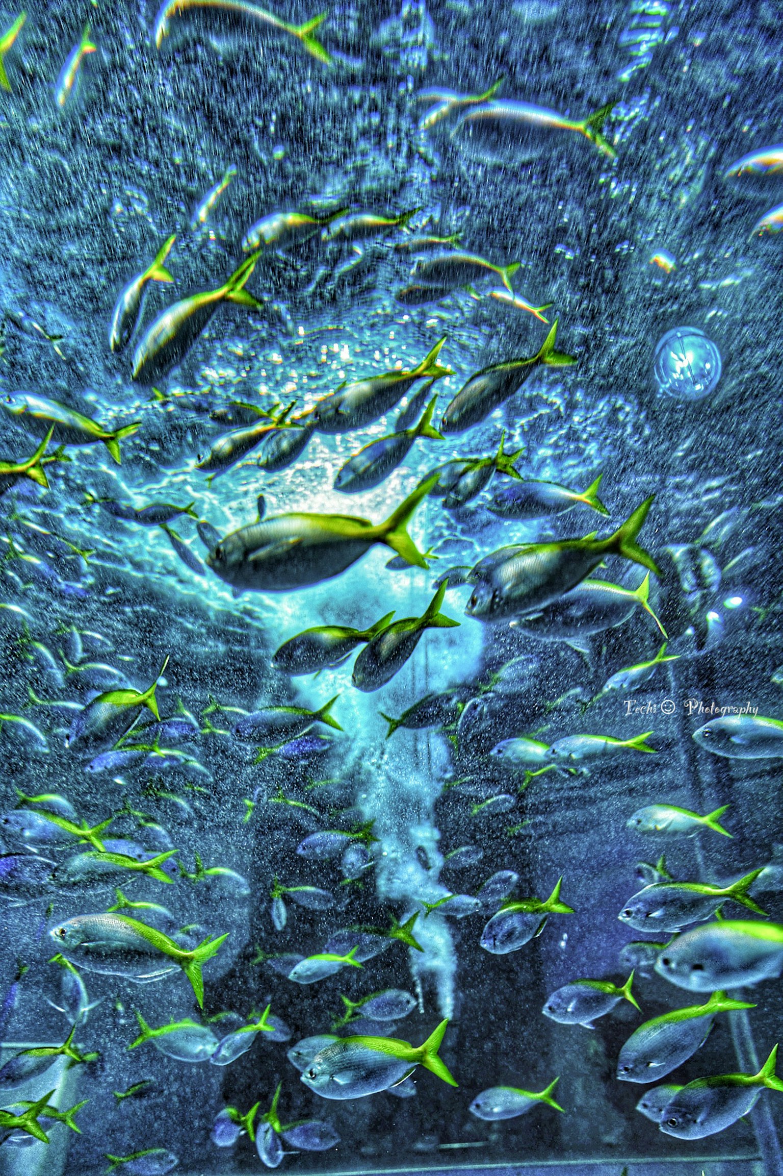 Sekumpulan ikan berenang di air biru dengan gelembung