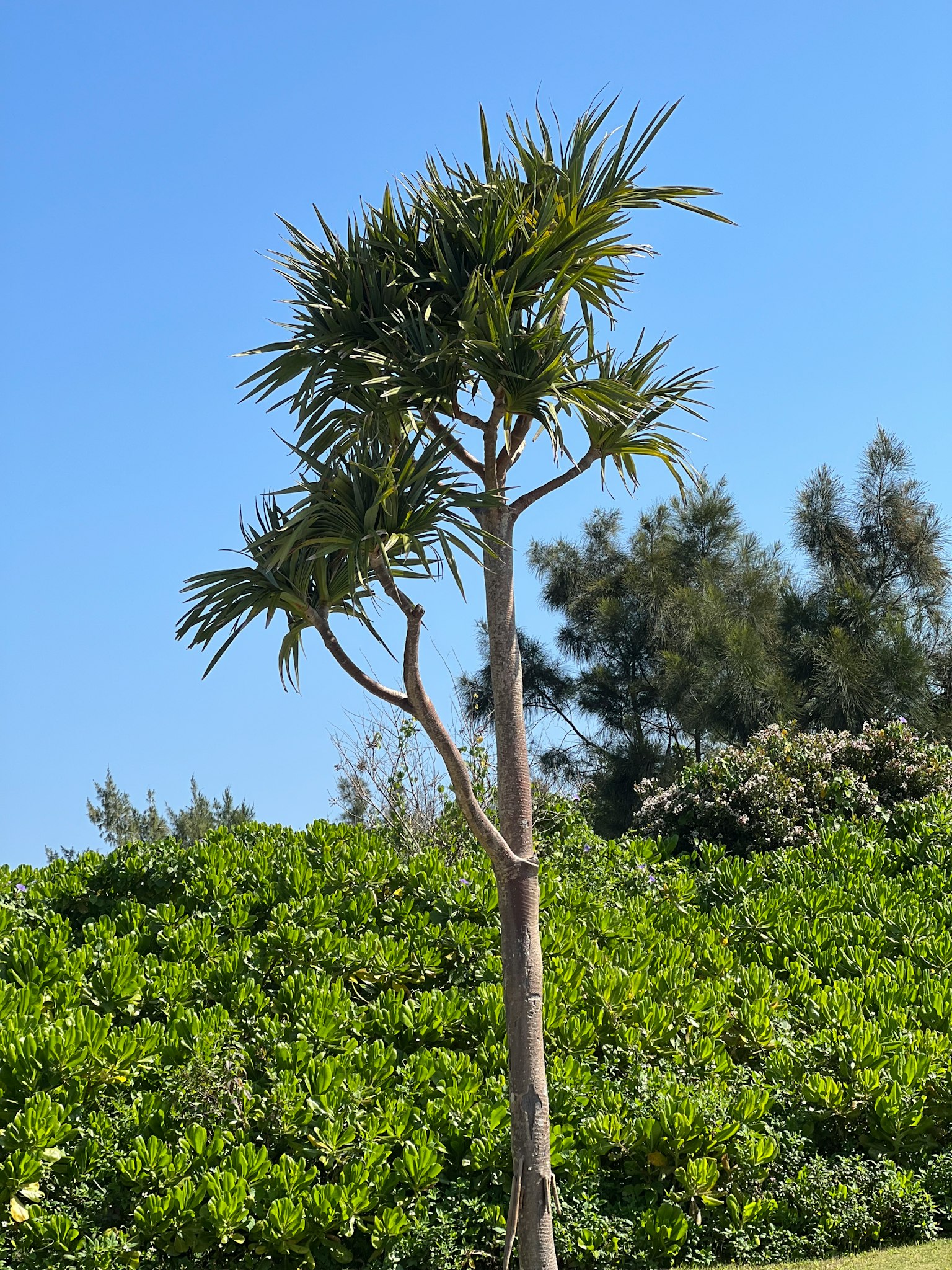 Tall tree under blue sky with lush green background