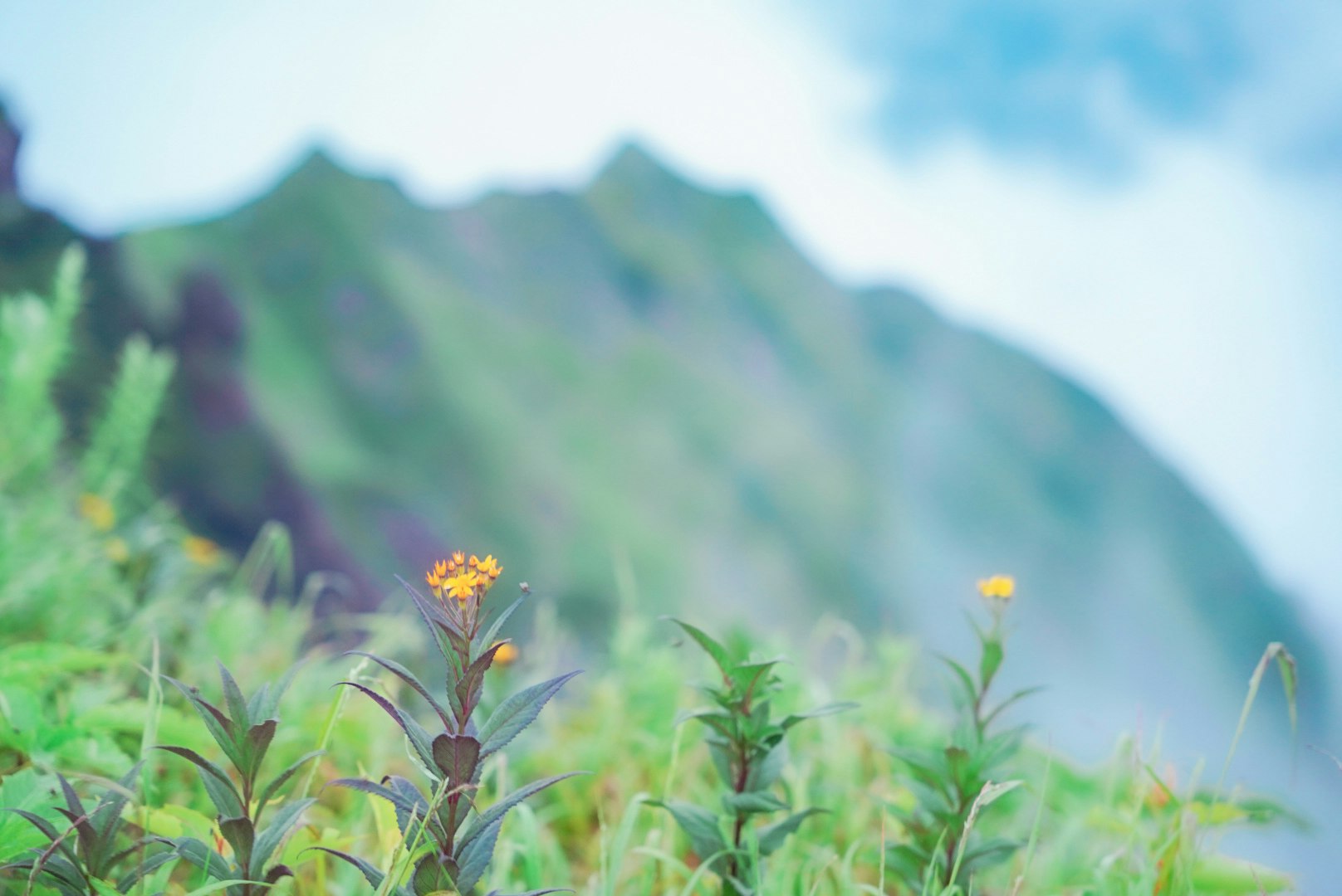 fleurs sauvages dans l’herbe avec une chaîne de montagnes en arrière-plan