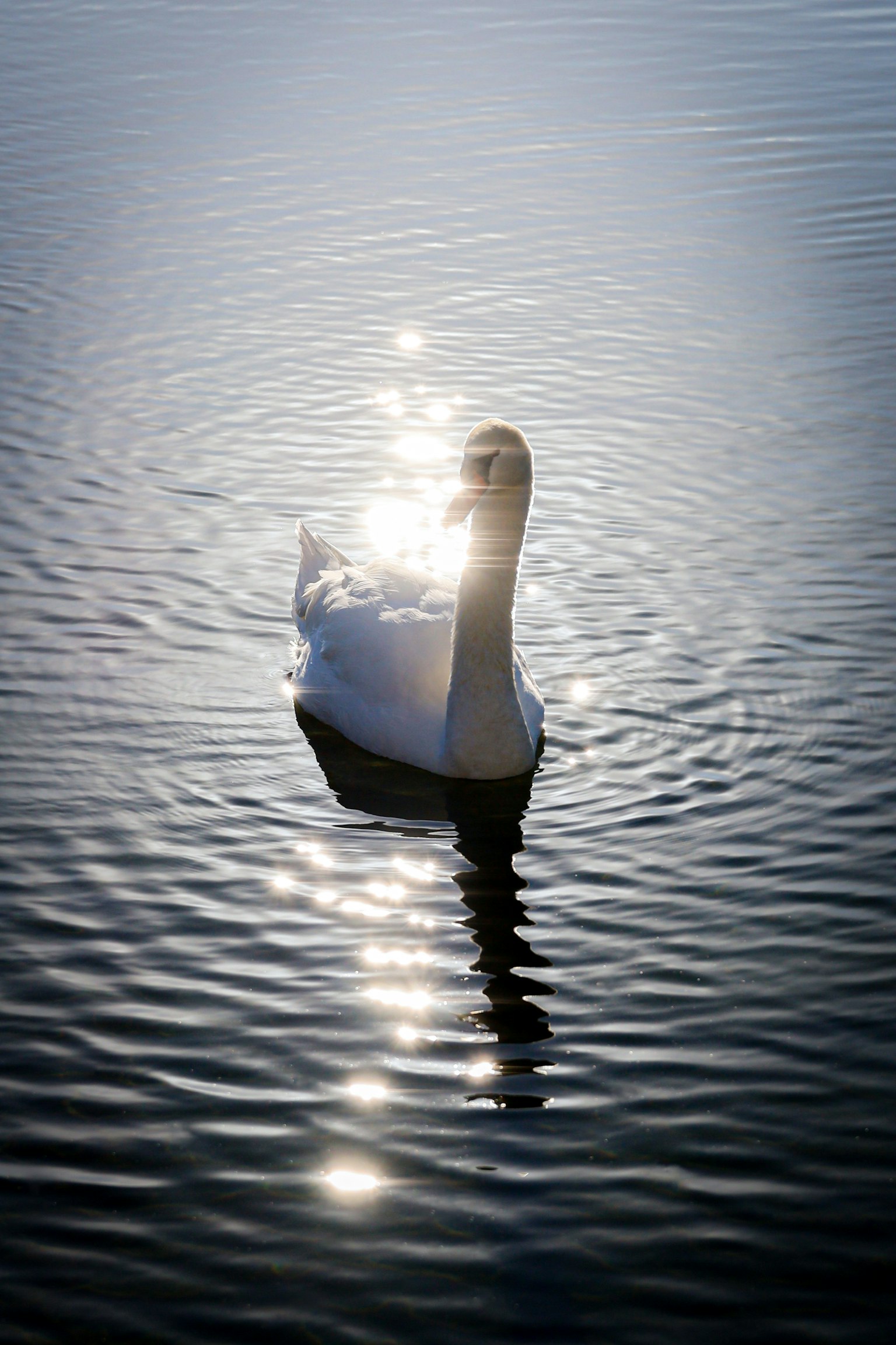 水面に浮かぶ白鳥の美しい姿と輝く反射