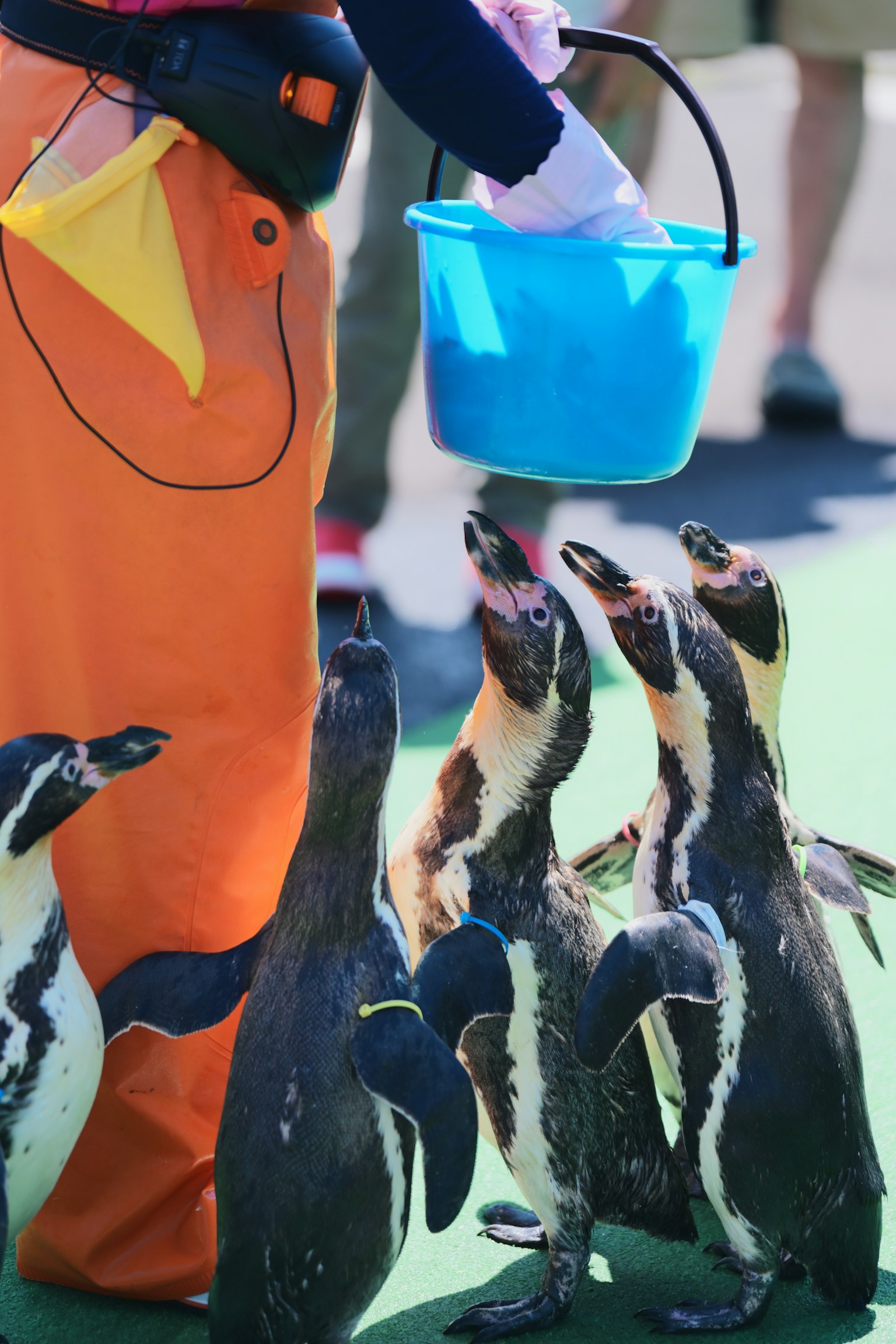 Pingüinos recibiendo comida de la mano de un cuidador