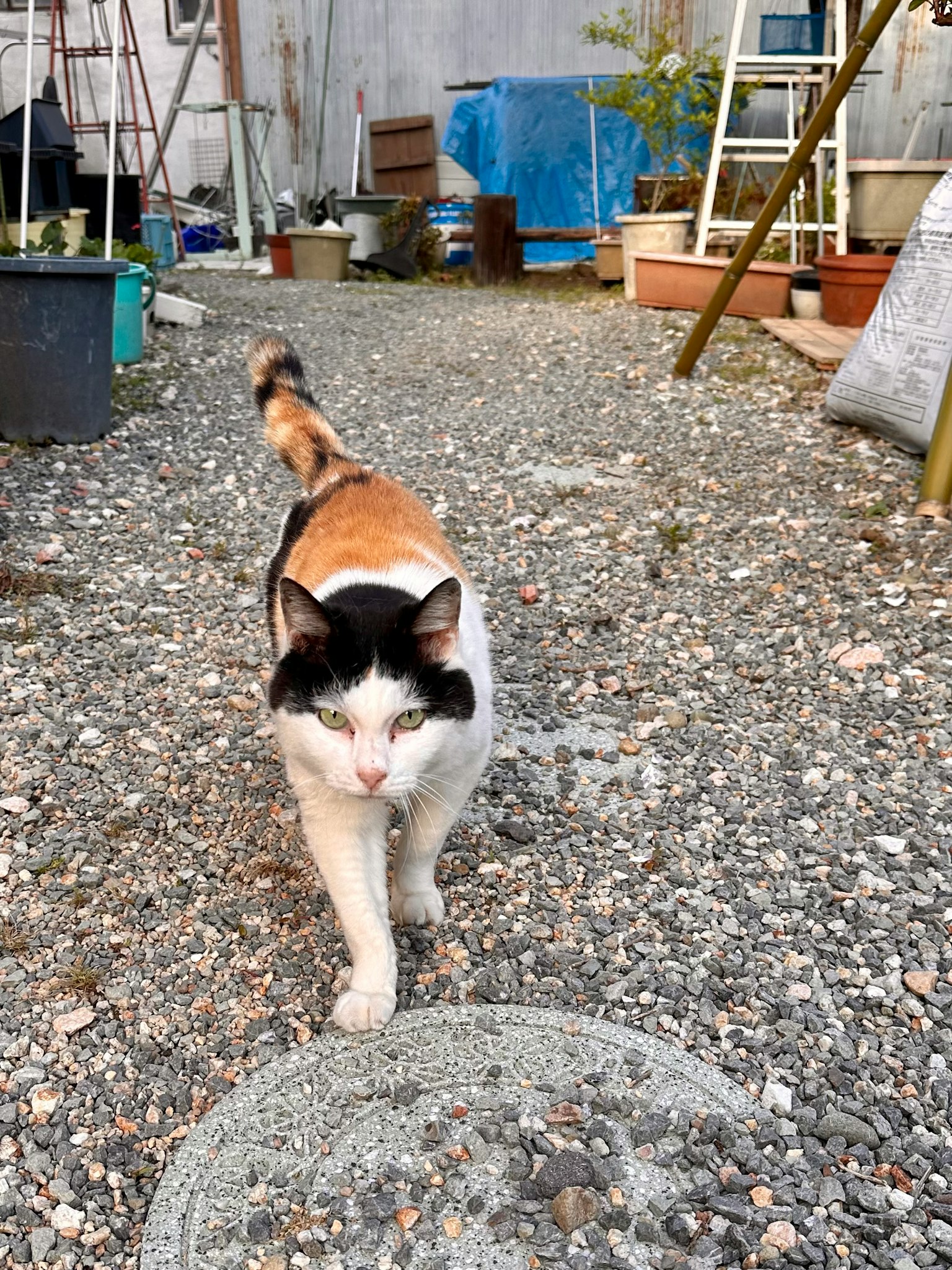 Gato calico caminando por un camino de grava con herramientas de jardín y plantas al fondo