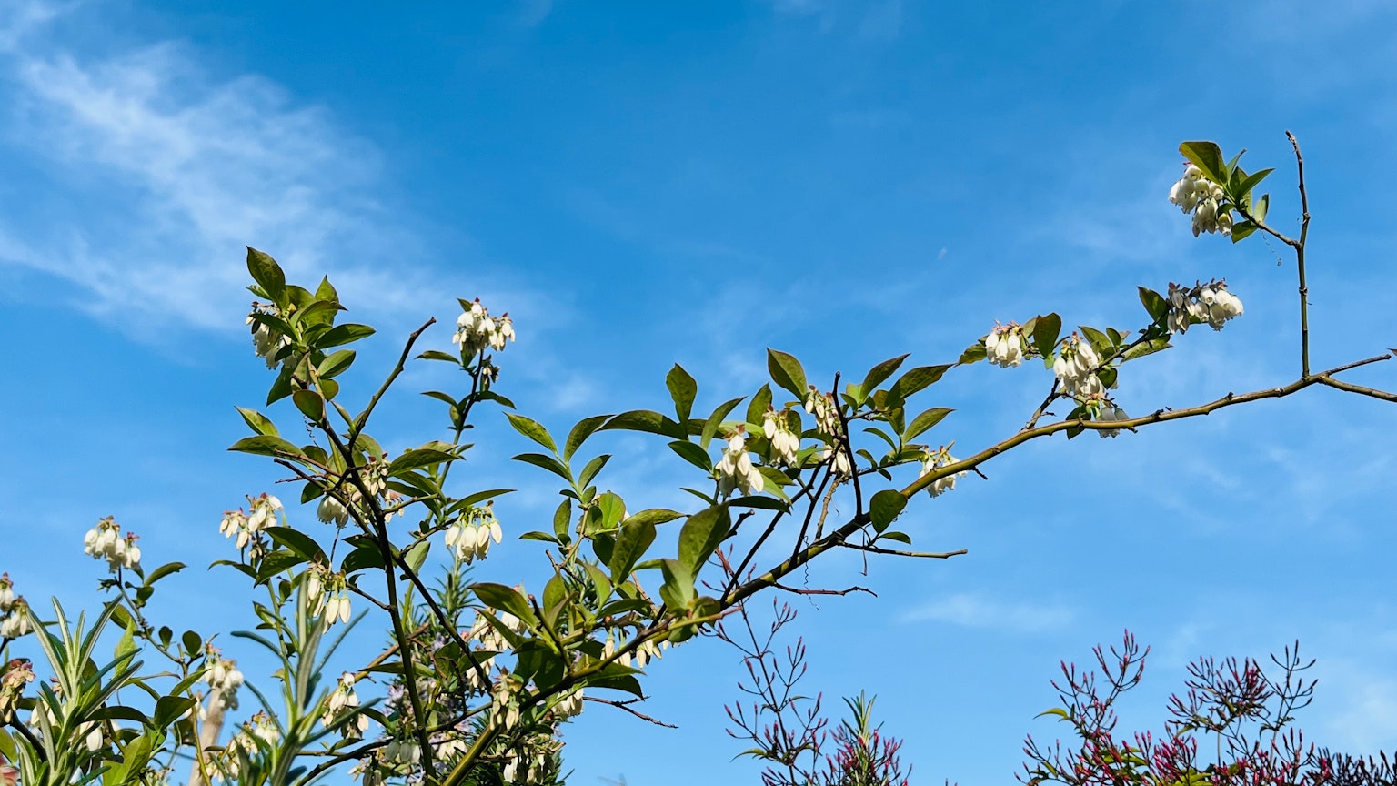 Rama con flores blancas y hojas verdes contra un cielo azul