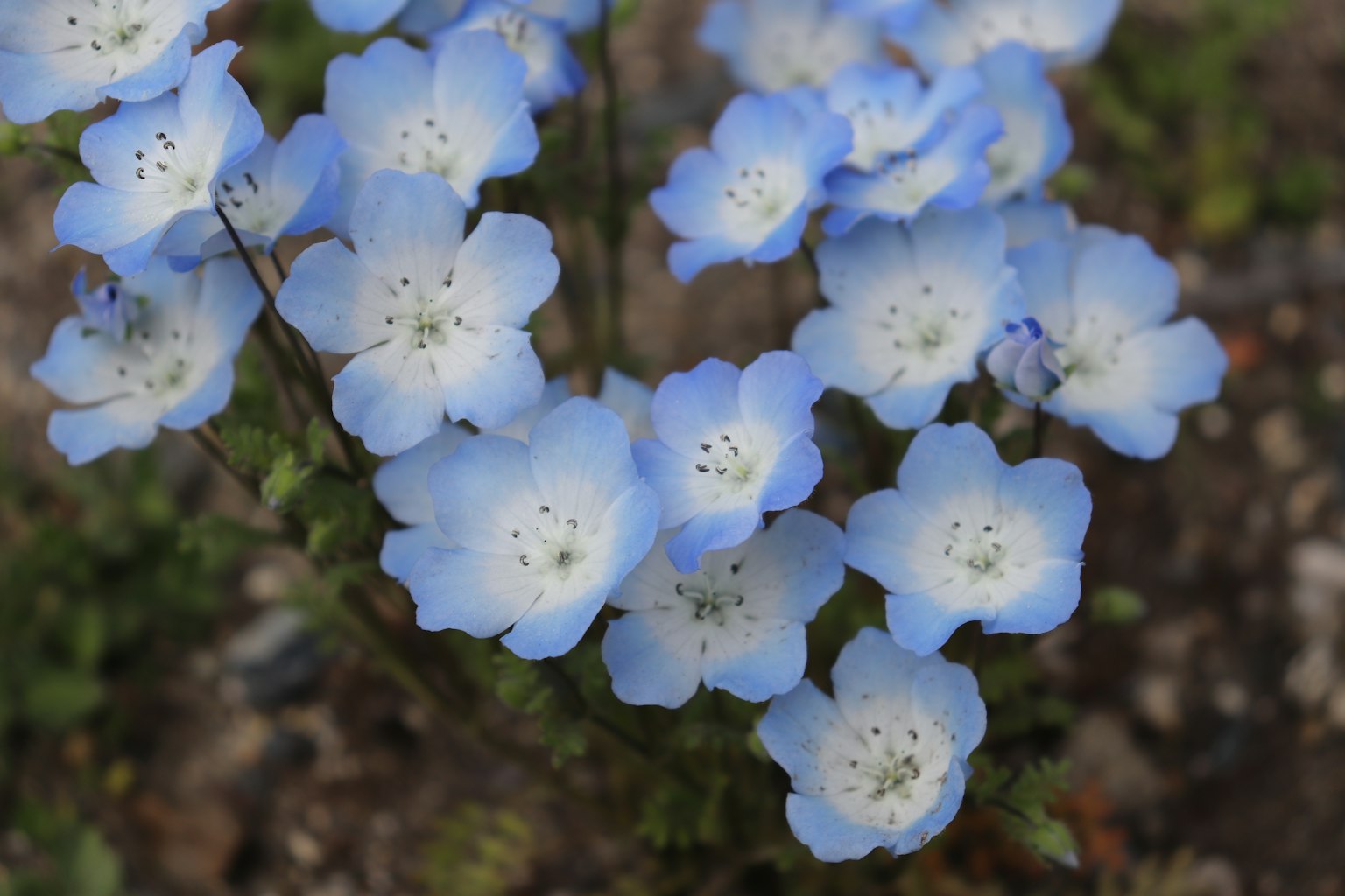 Racimo de flores de nemophila azul claro en flor