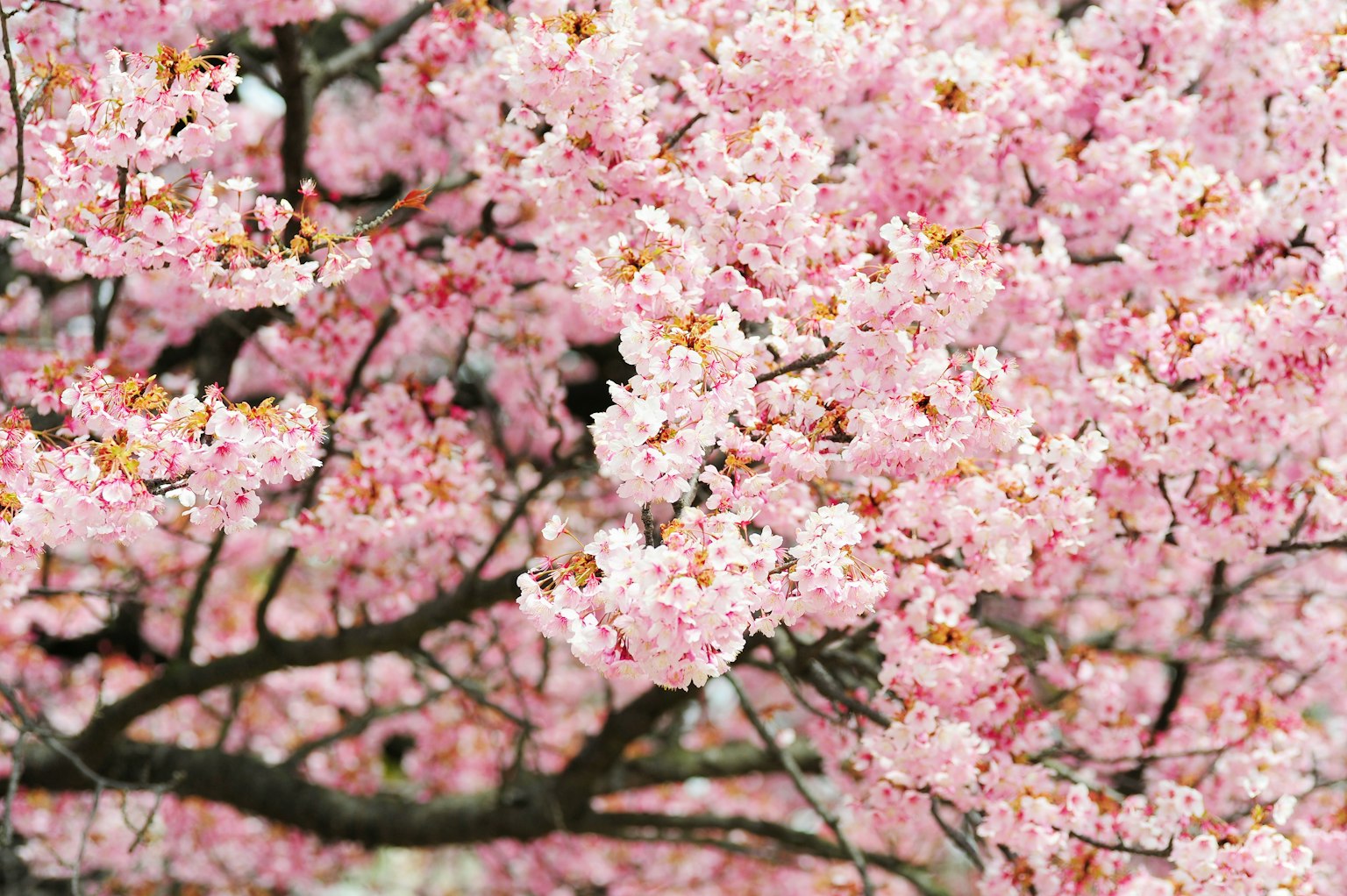 Gros plan sur des branches de cerisier en fleurs