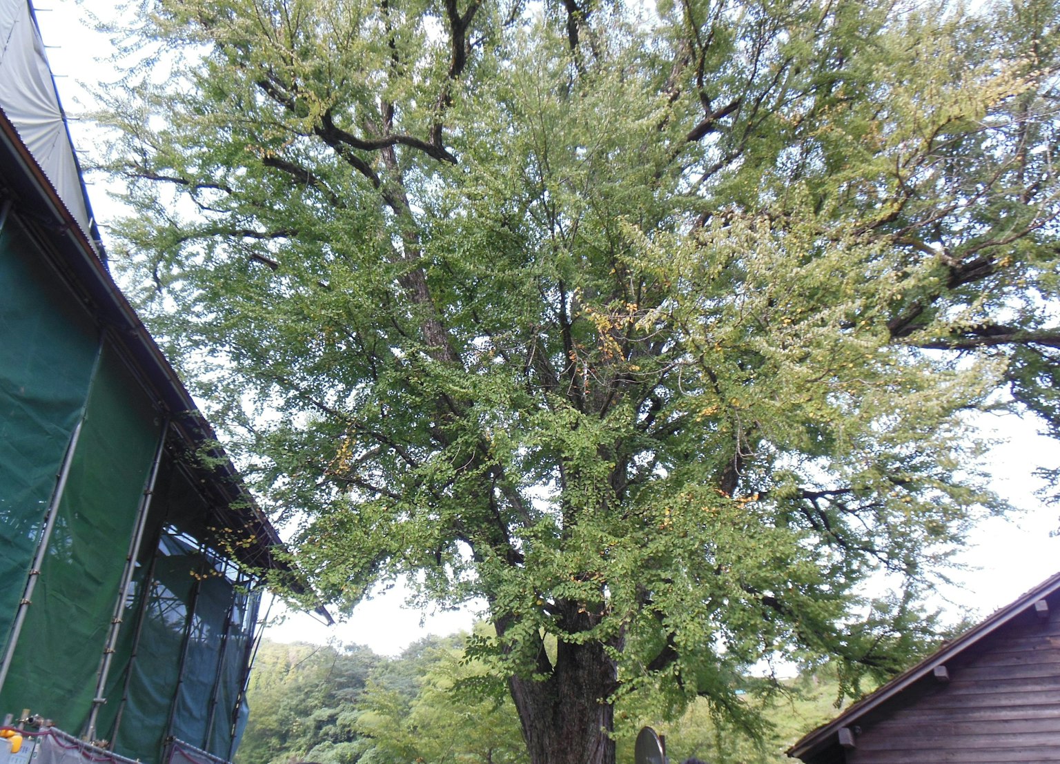 一棵大綠樹的風景 左側有一個網狀建築 右側有一個小屋