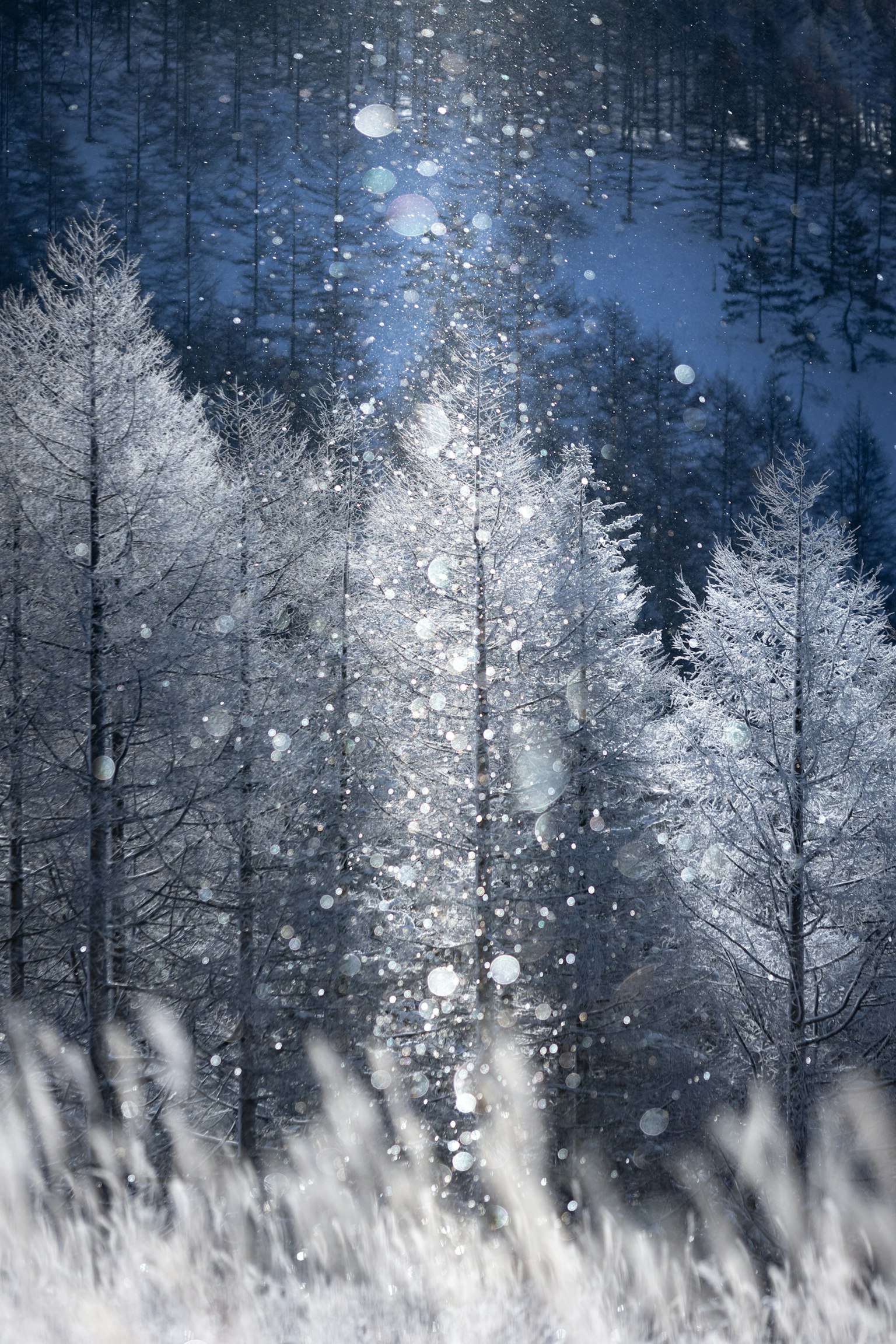 雪白的冬季景观，霜冻树木和凉爽的蓝天
