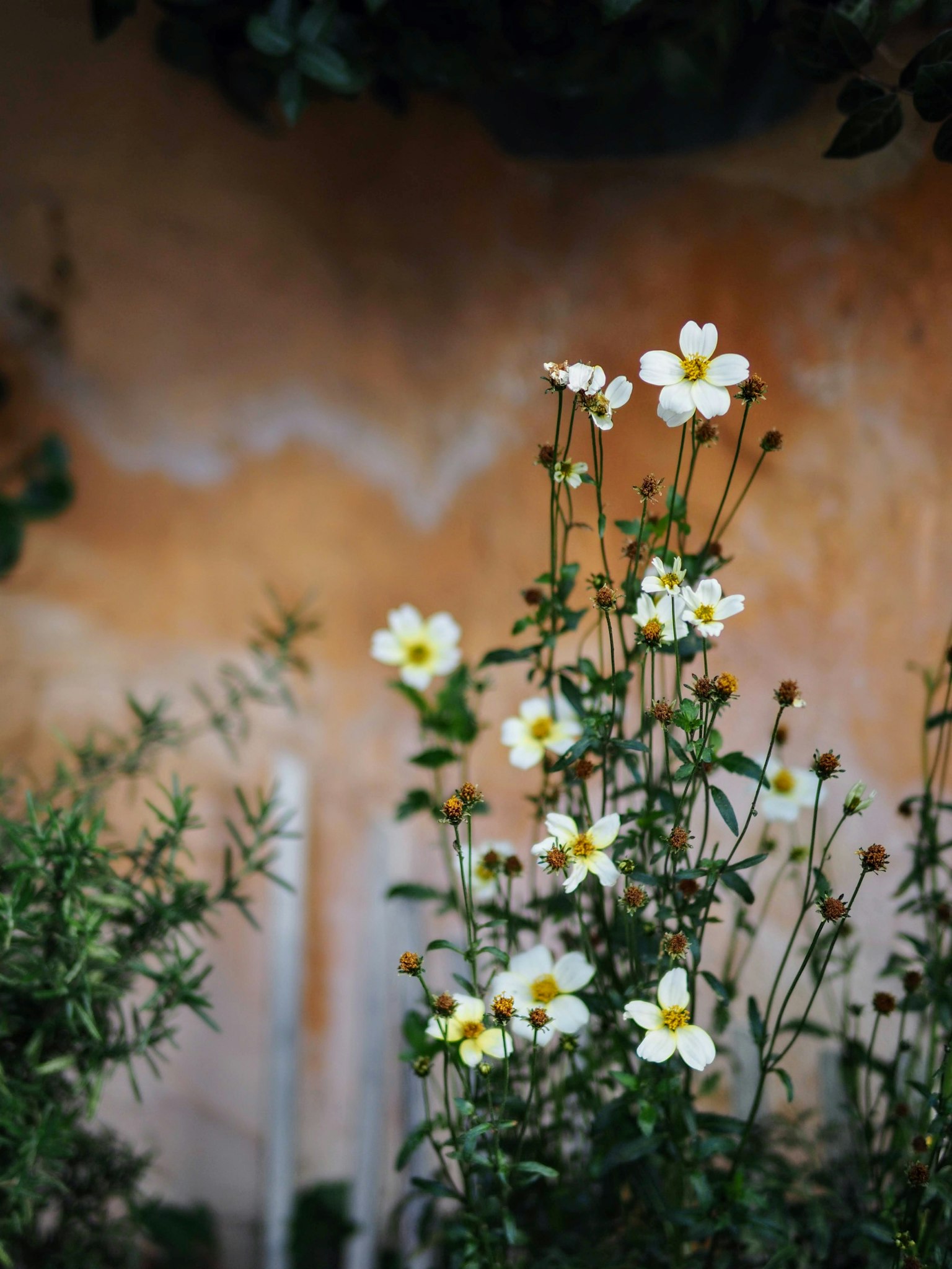 Fiori bianchi che sbocciano su uno sfondo arancione