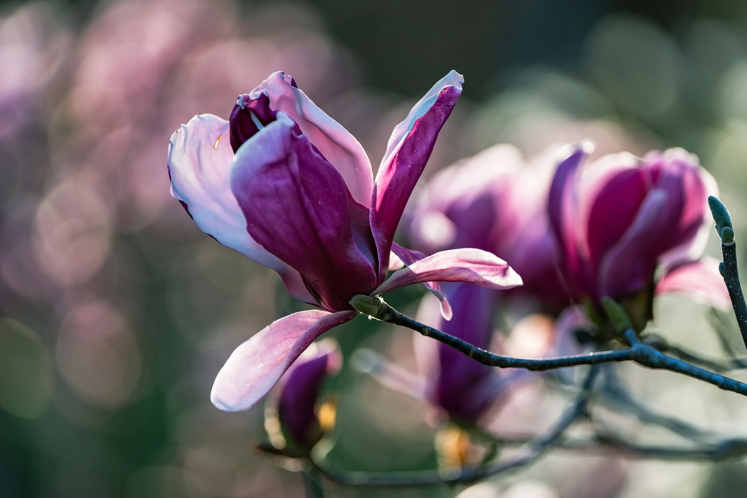 Fiori di magnolia viola in fioritura