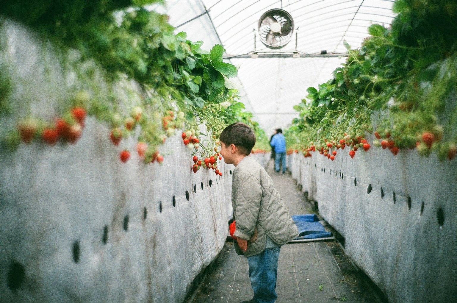 Bambino che raccoglie fragole in una serra con un altro lavoratore