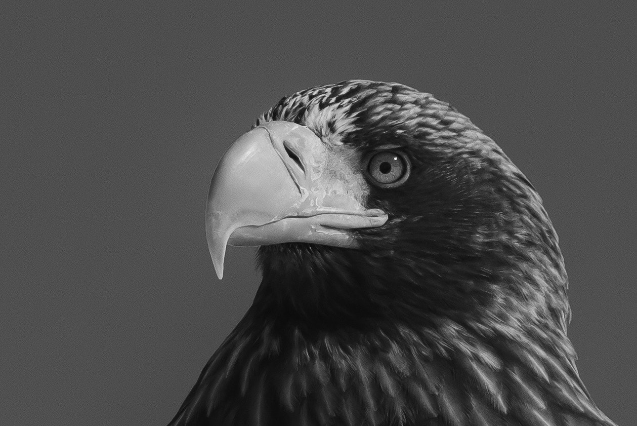 Close-up of a black and white eagle's head featuring sharp eyes and distinctive beak