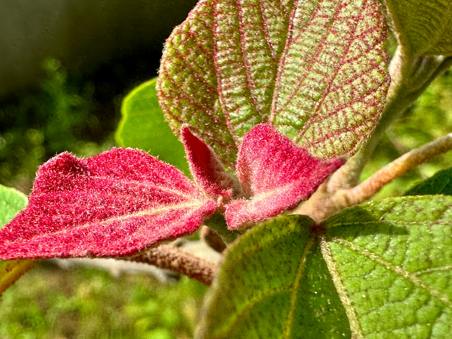 Close-up of leaves with vibrant red new shoots
